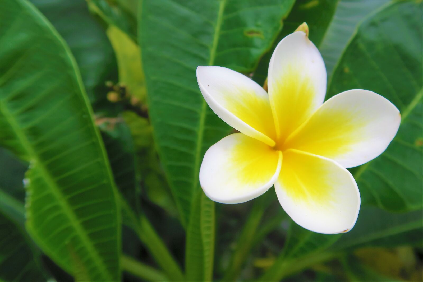 Canon PowerShot G7 X sample photo. Flower, rose, tropical photography
