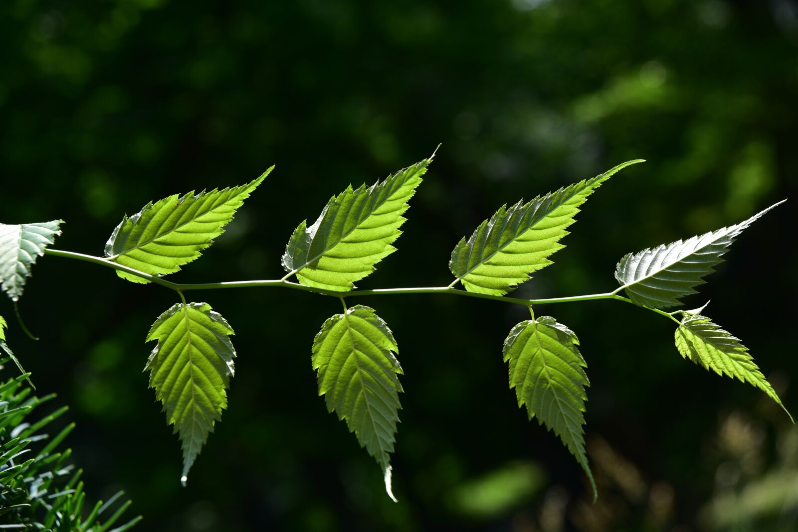 Nikon D750 sample photo. Leaves, green, nature photography