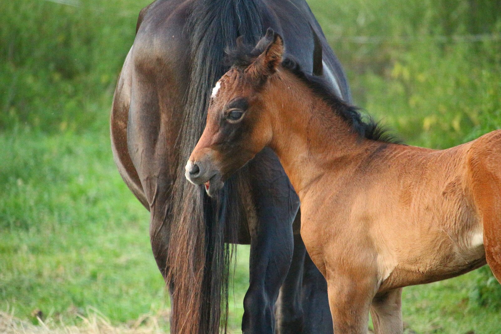 Canon EOS 100D (EOS Rebel SL1 / EOS Kiss X7) sample photo. Horse, foal, suckling photography