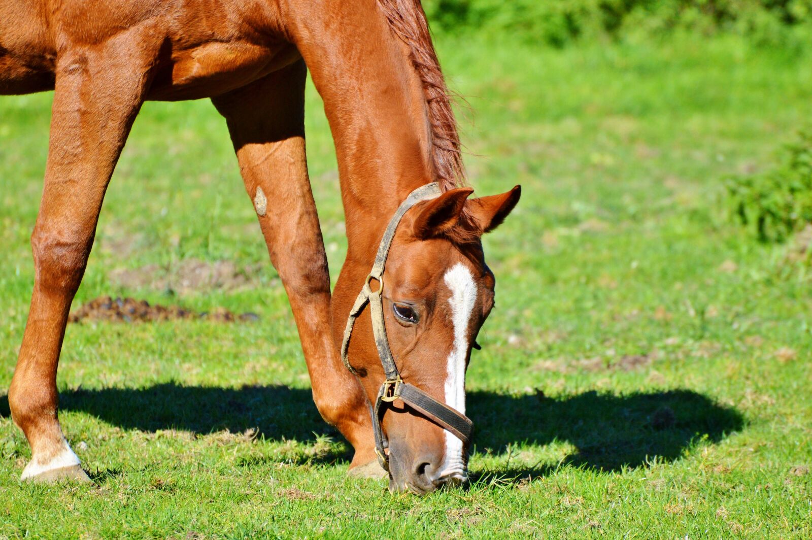 Nikon D3200 sample photo. Horse, ride, reiter photography