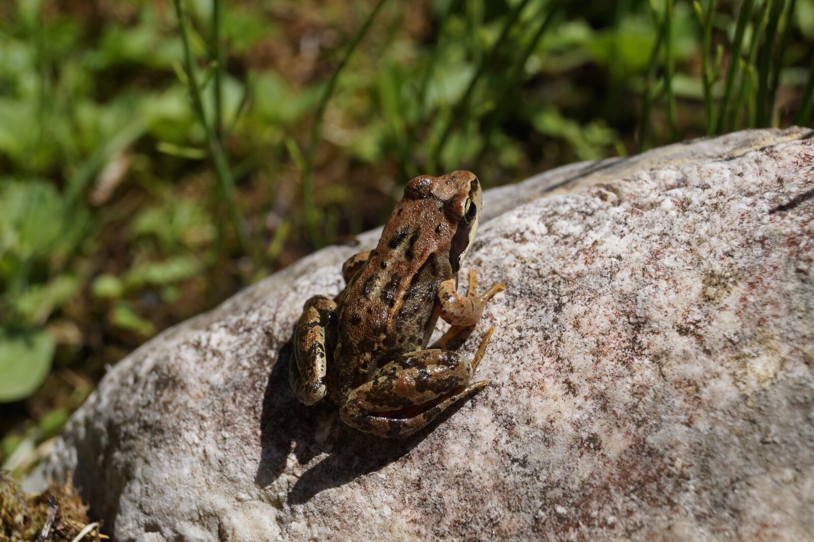 Sony DT 18-55mm F3.5-5.6 SAM II sample photo. Sitting frog, frog, amphibian photography