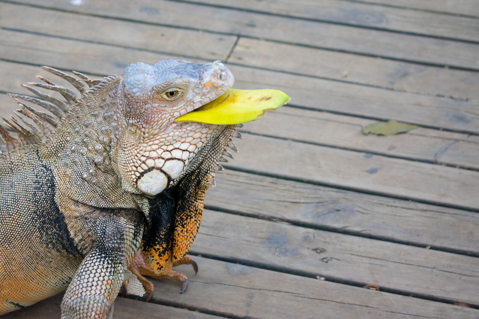 Nikon D3400 sample photo. Iguana, nature, colombia photography