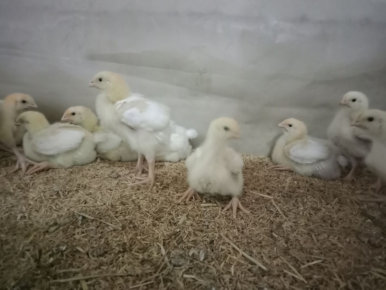 OPPO A83 sample photo. Chicks, poultry, hen chicks photography