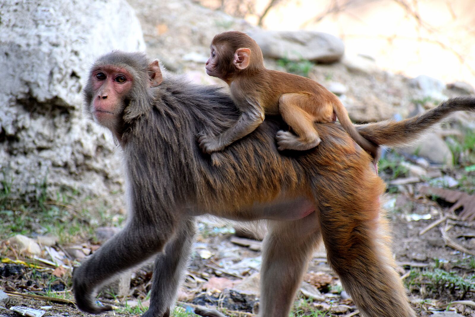 Nikon D3300 sample photo. Monkey, mother, baby photography