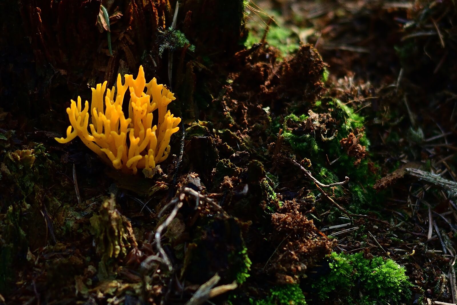 Nikon D5200 sample photo. Nature, forest, mushroom photography