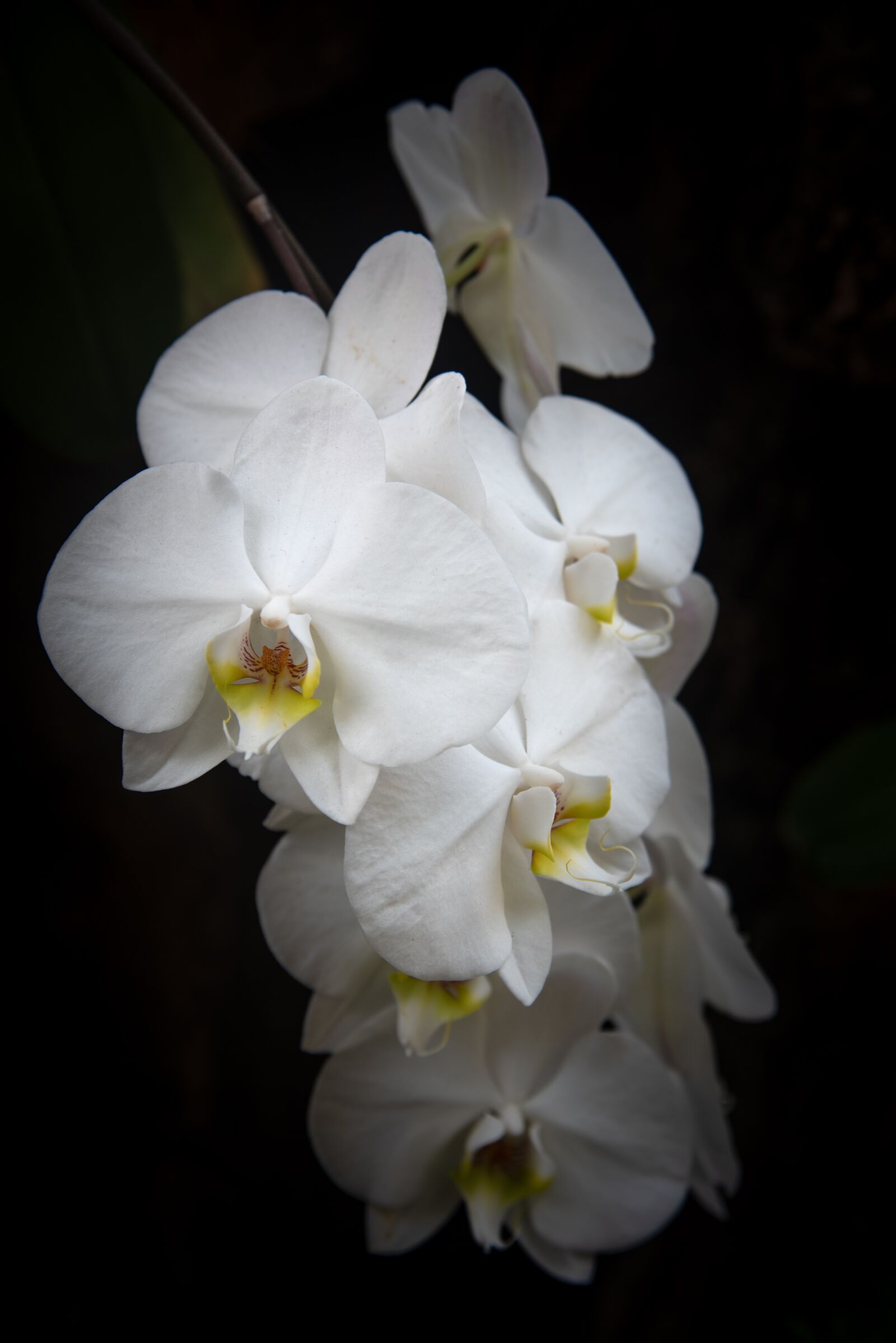 Nikon D750 sample photo. Flower, photography, macro photography photography