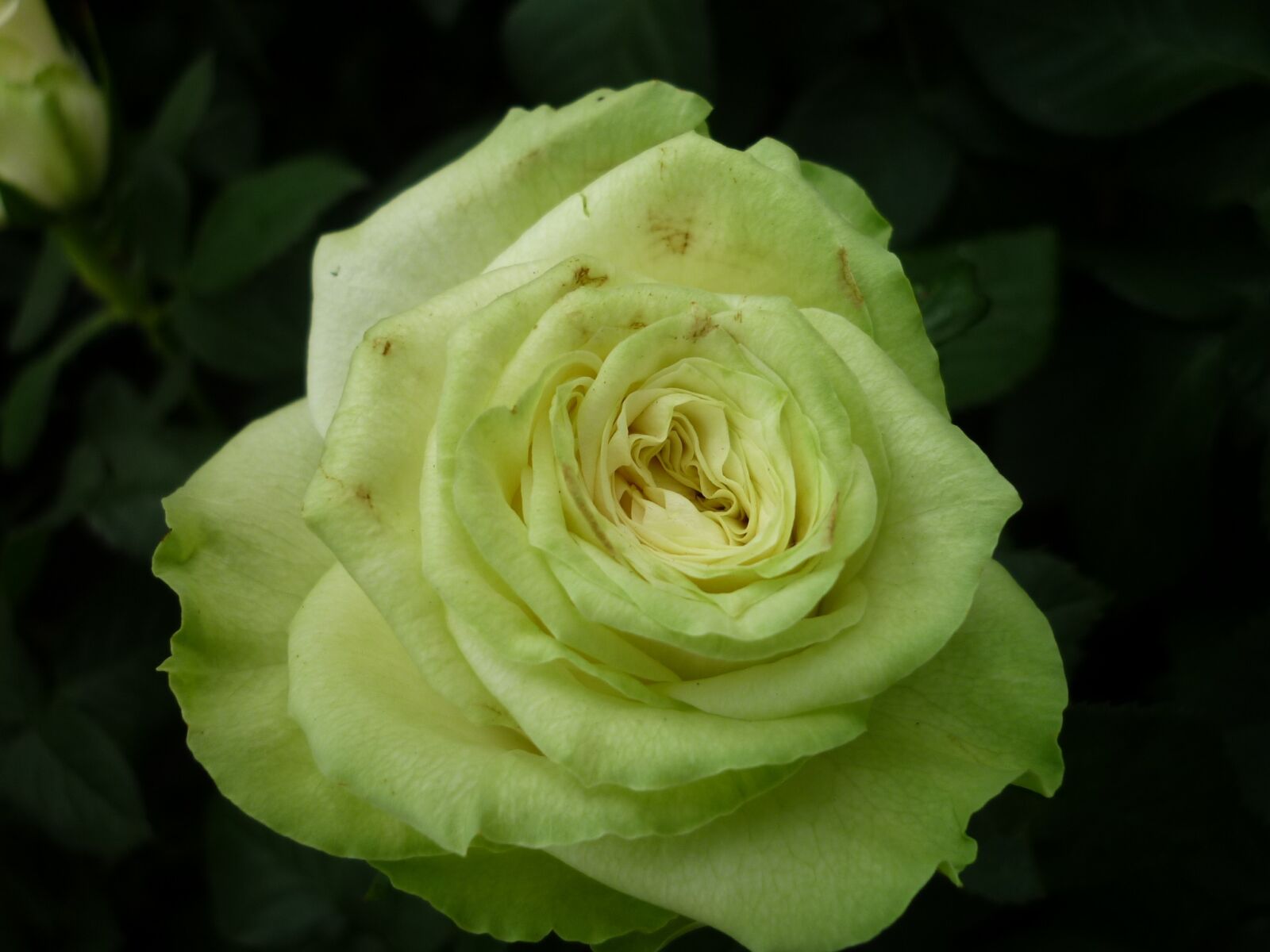 Panasonic Lumix DMC-FS6 sample photo. Rose, nature, light green photography