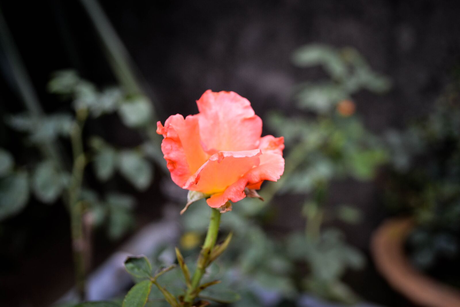 Nikon D3100 sample photo. Rose, garden rose, flower photography