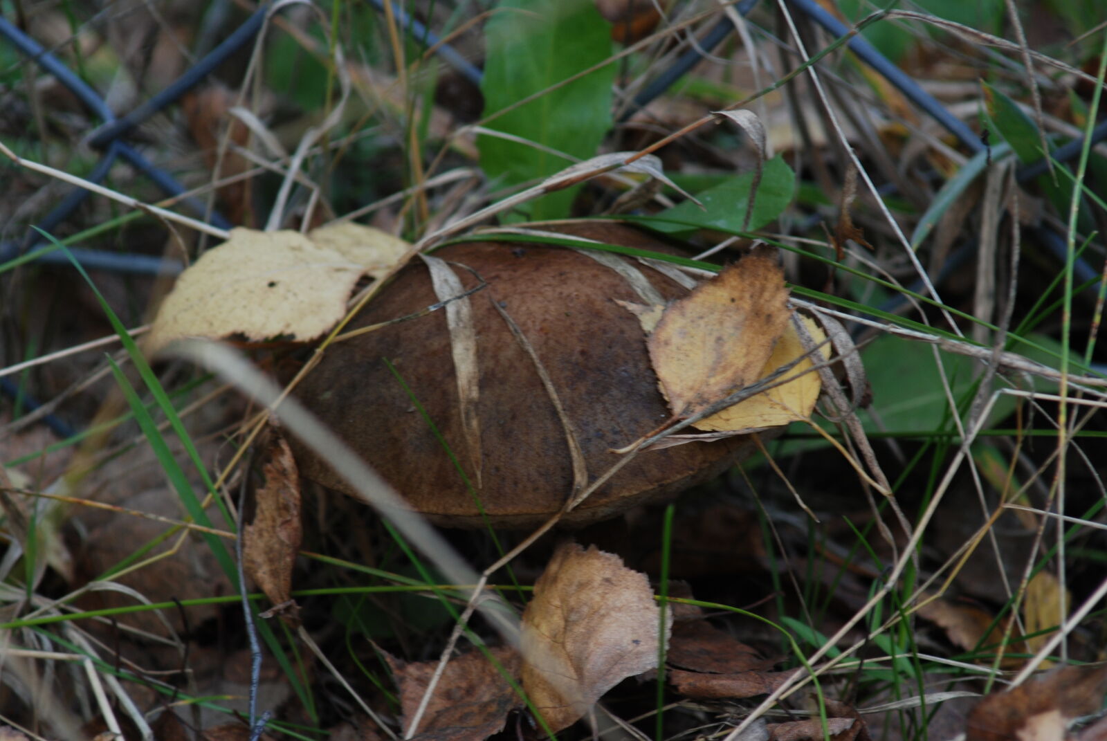 Nikon D80 sample photo