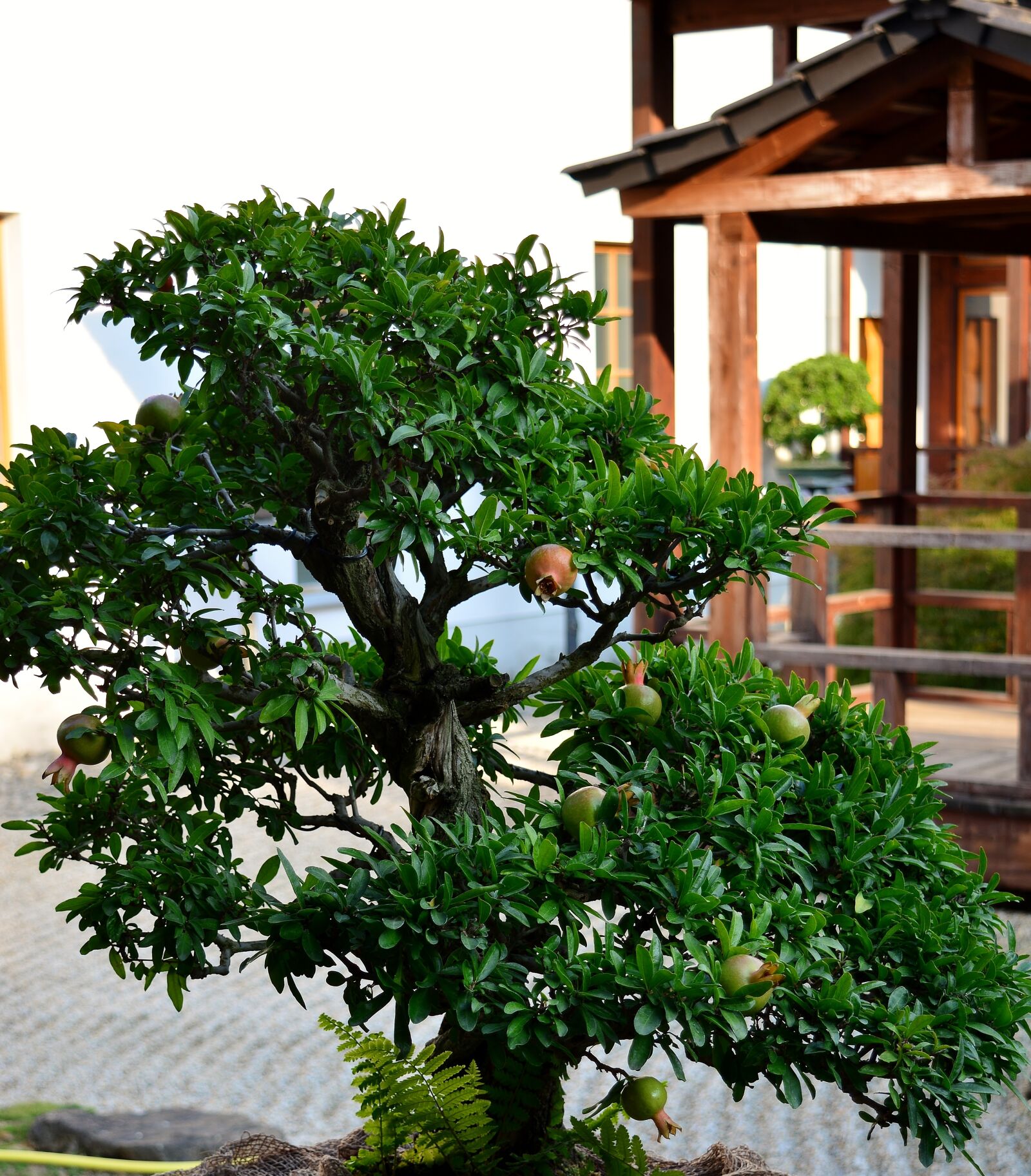 Nikon D5200 sample photo. Bonsai, pomegranate tree, japanese photography