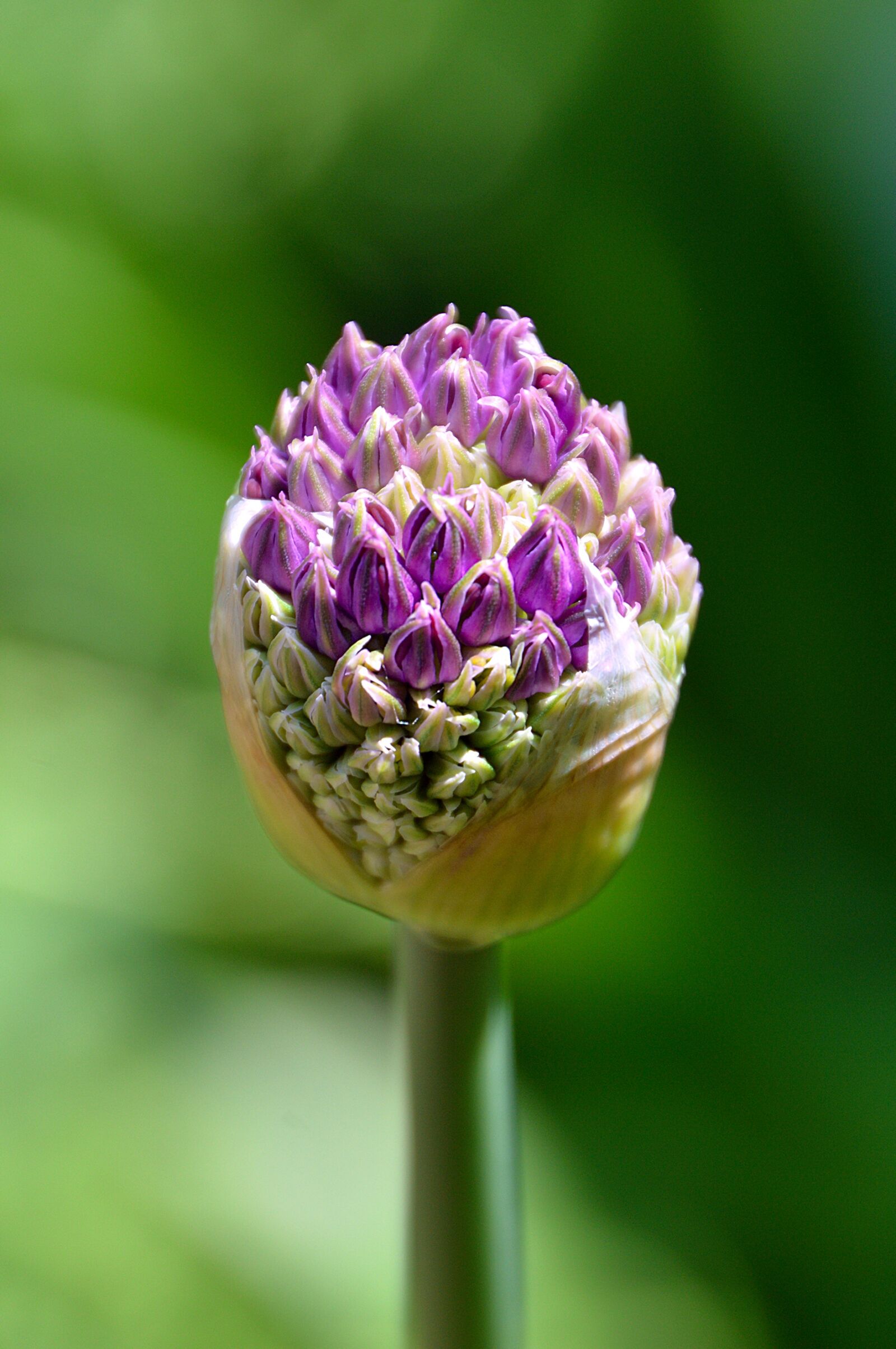 Nikon D3200 sample photo. Onion, flower, purple photography
