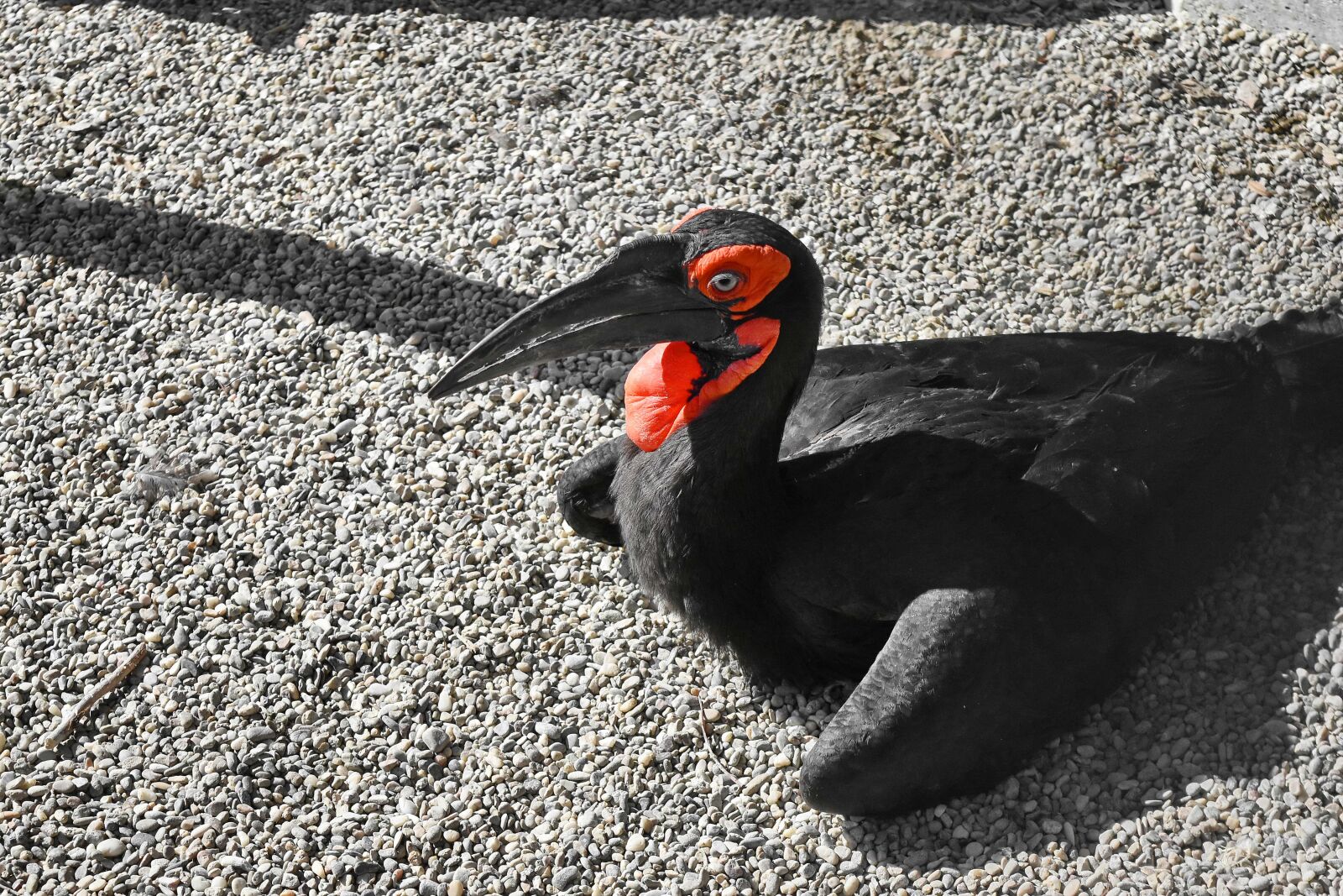 Nikon D5500 sample photo. Exotic, ornithology, tropic bird photography