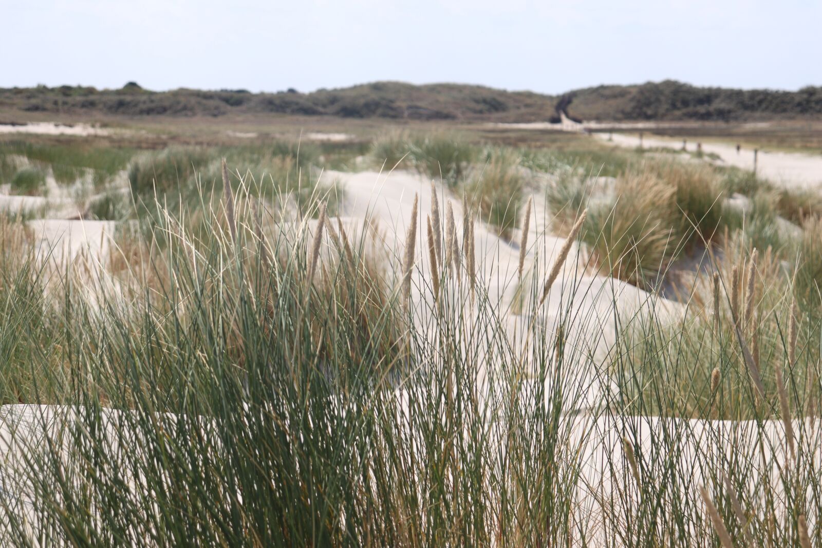 Canon EOS 200D (EOS Rebel SL2 / EOS Kiss X9) sample photo. Dune, beach, grass photography