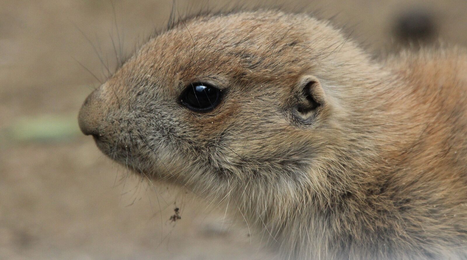 Canon EOS 600D (Rebel EOS T3i / EOS Kiss X5) sample photo. Prairie dog, cynomys, gophers photography
