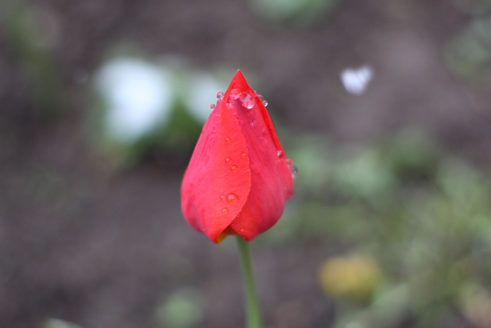 Canon EOS 1300D (EOS Rebel T6 / EOS Kiss X80) sample photo. Flower, tulip, nature photography
