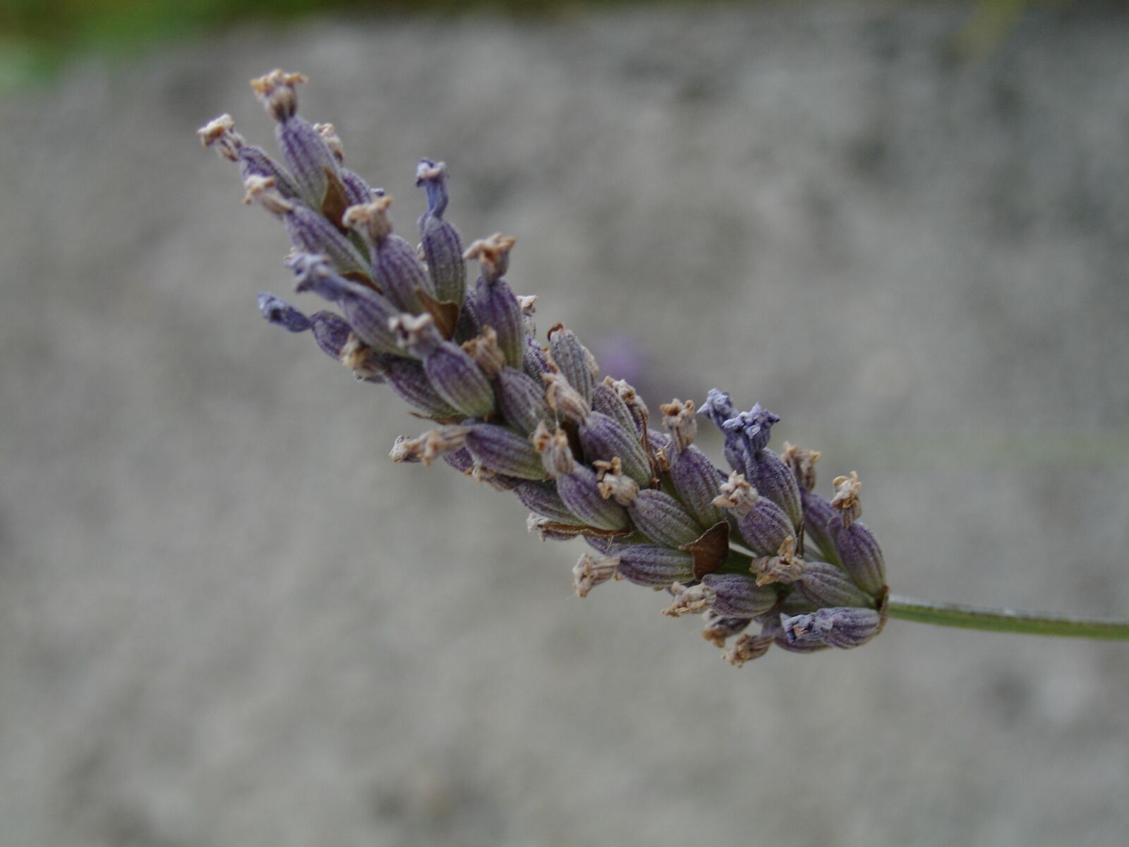 Sony DSC-V3 sample photo. Flower, purple, plant photography