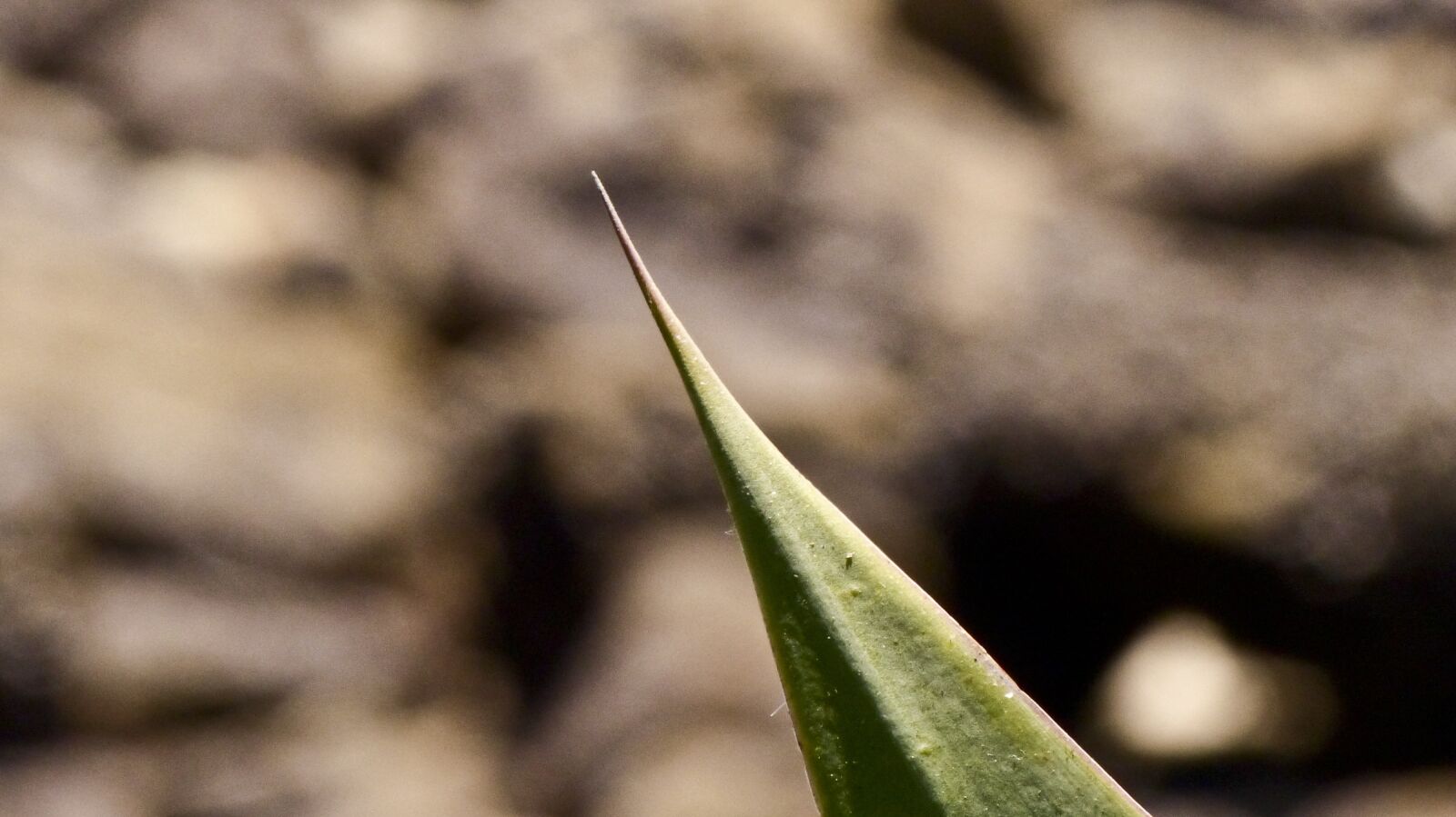 Panasonic Lumix DMC-FZ200 sample photo. Desert succulent, point if photography