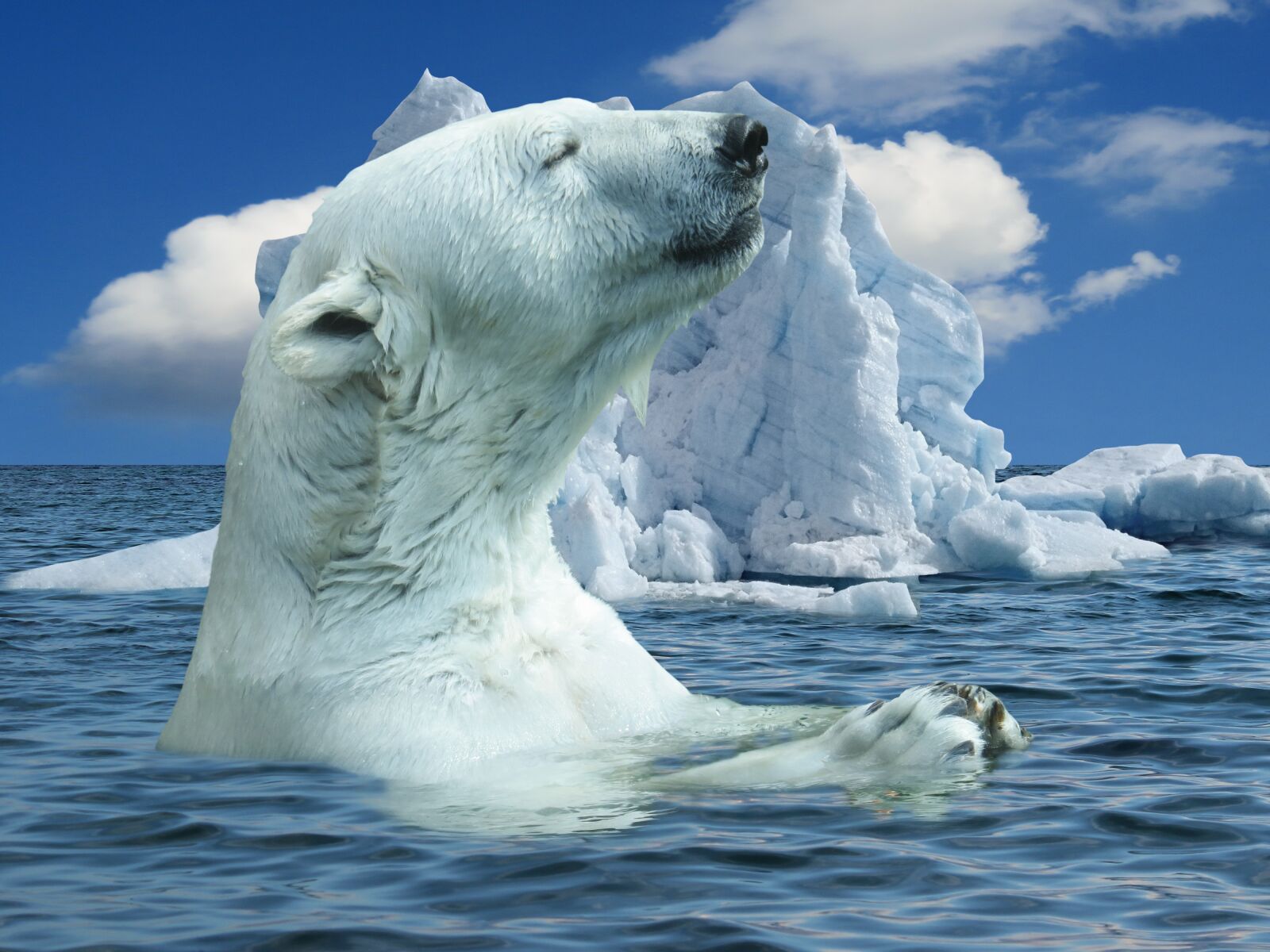 Canon PowerShot SX50 HS sample photo. Nature, polar bear, animal photography
