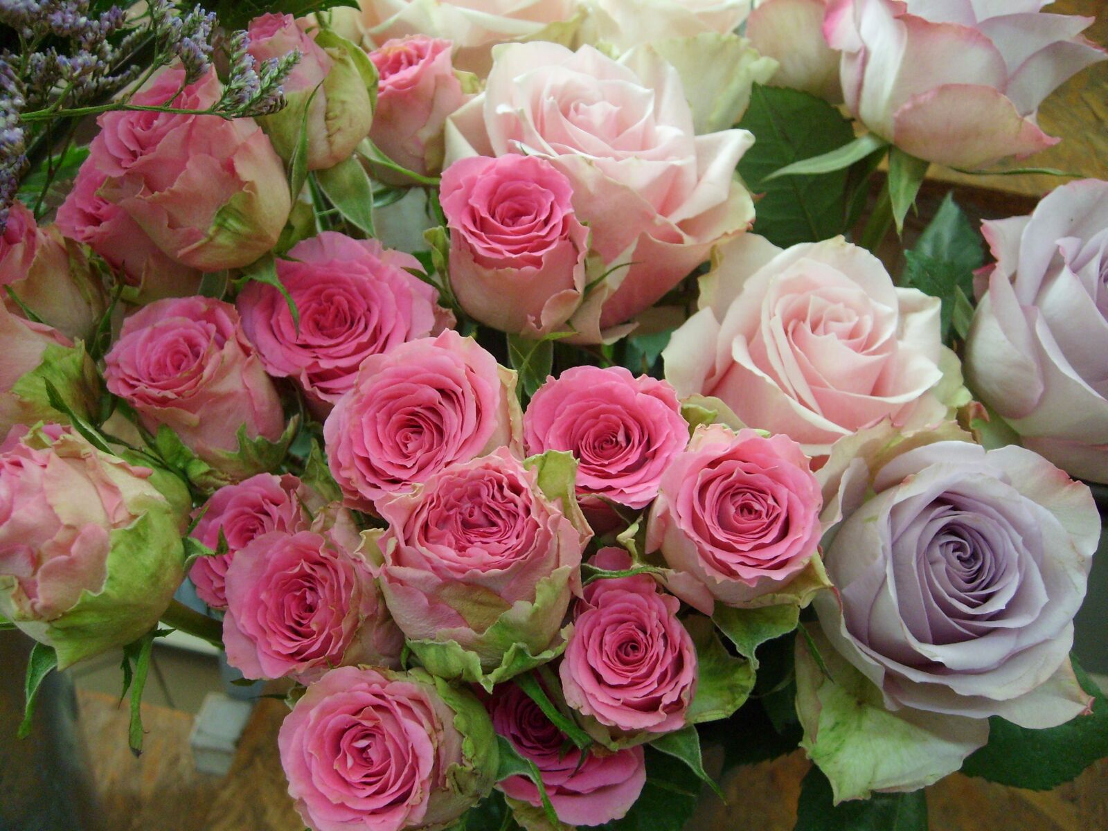 Samsung KENOX S730  / Samsung S730 sample photo. Flowers, roses, flourishing photography