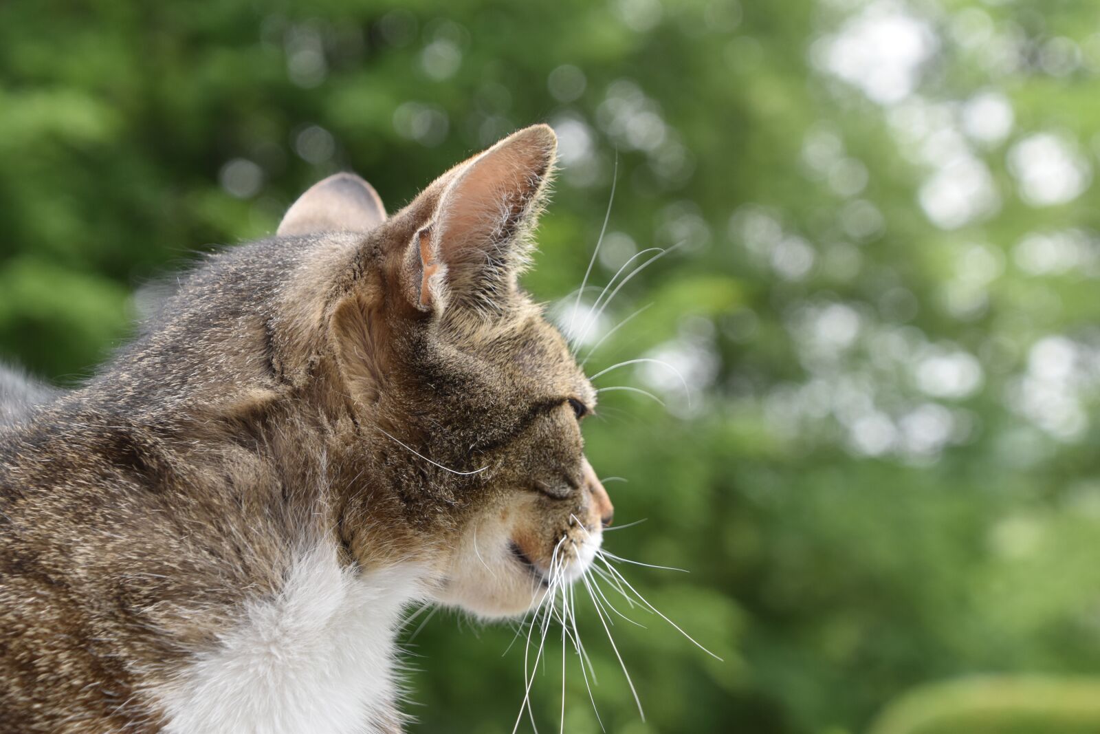Nikon D5600 sample photo. Cat, domestic, feline photography