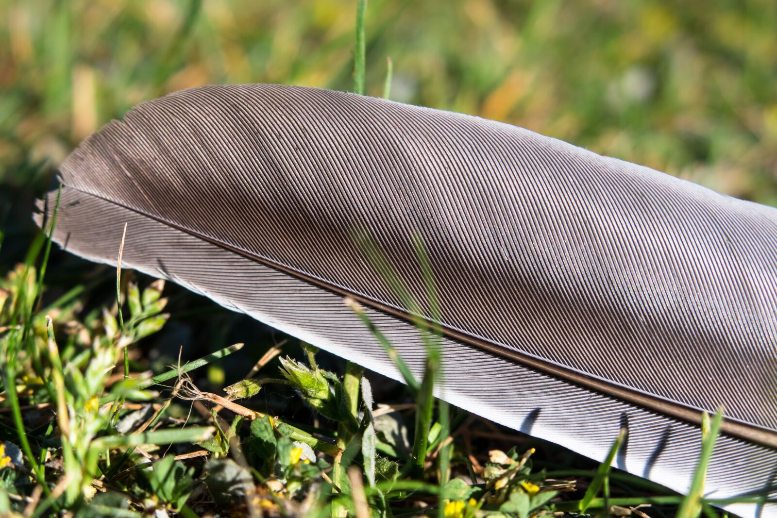 Canon PowerShot G3 X sample photo. Feather, pigeon spring, bird photography