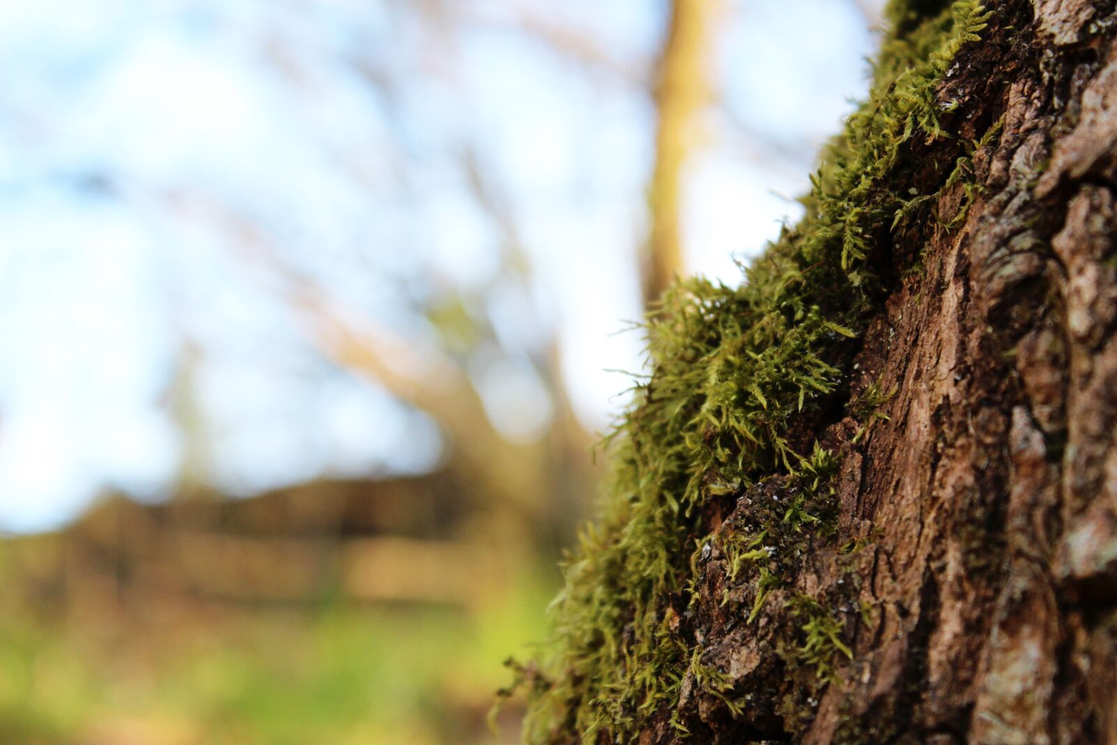 Canon EOS 100D (EOS Rebel SL1 / EOS Kiss X7) sample photo. Moss, wood, nature photography