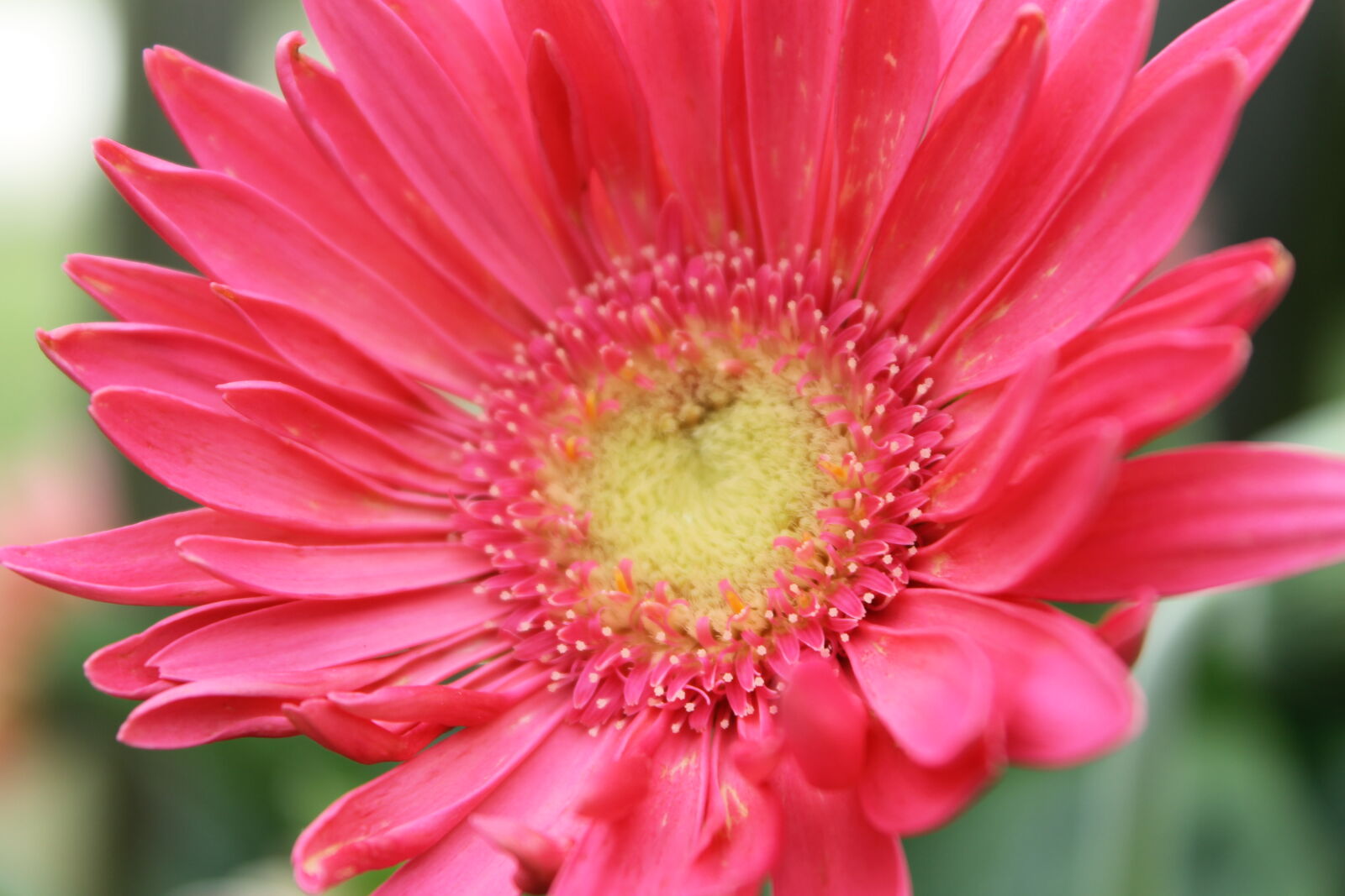 Canon EOS 1100D (EOS Rebel T3 / EOS Kiss X50) sample photo. Bloom, blooming, blossom, botanical photography