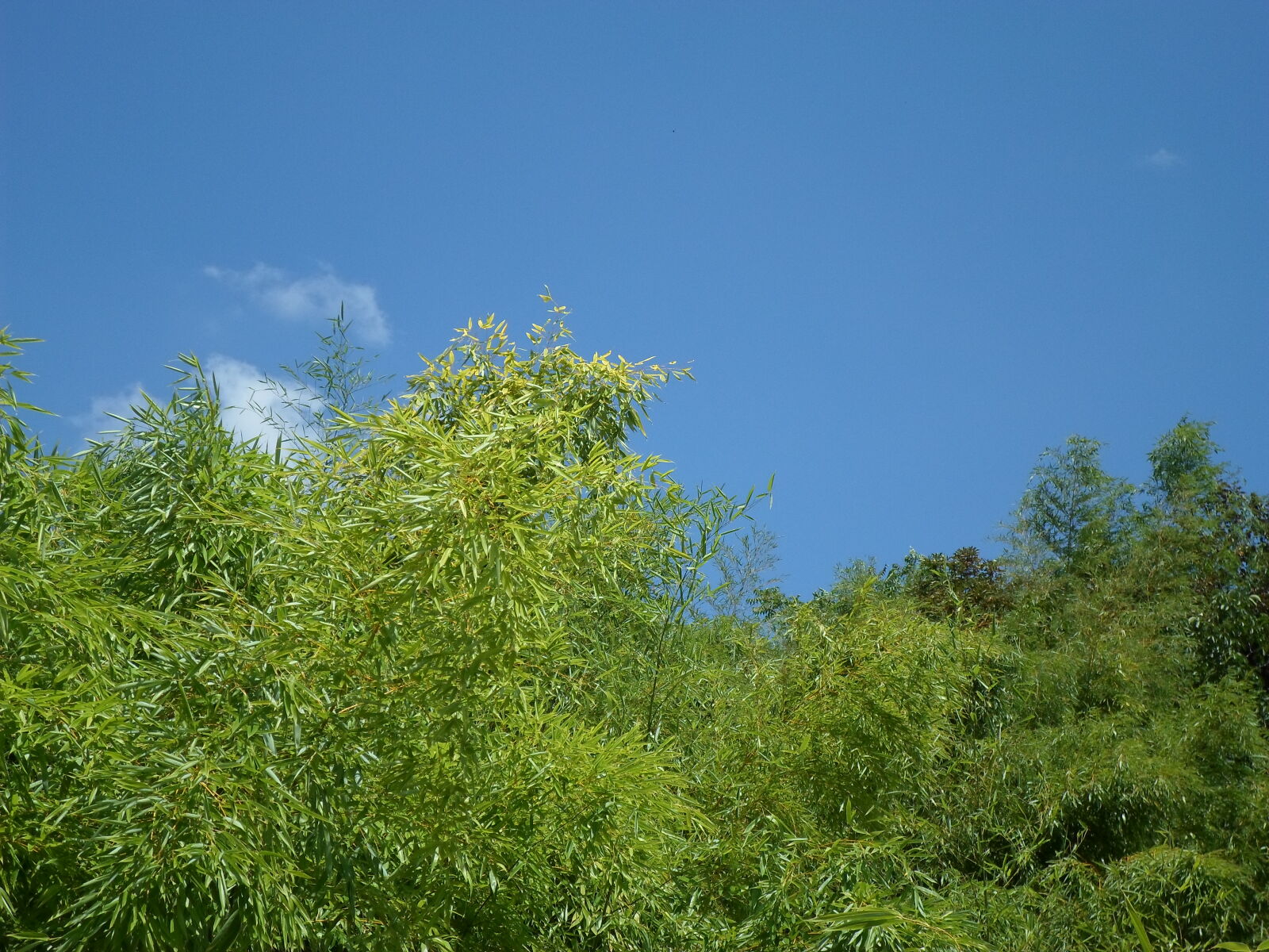 Samsung ST66 / ST68 sample photo. Bamboo, bamboo, trees, bambousaie photography