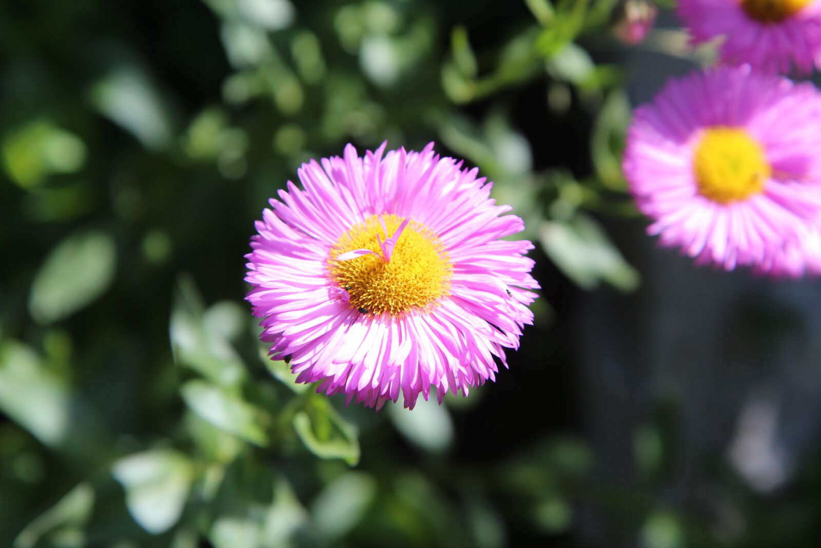 Canon EOS 600D (Rebel EOS T3i / EOS Kiss X5) sample photo. Pink flowers, flowering, spring-flowering photography
