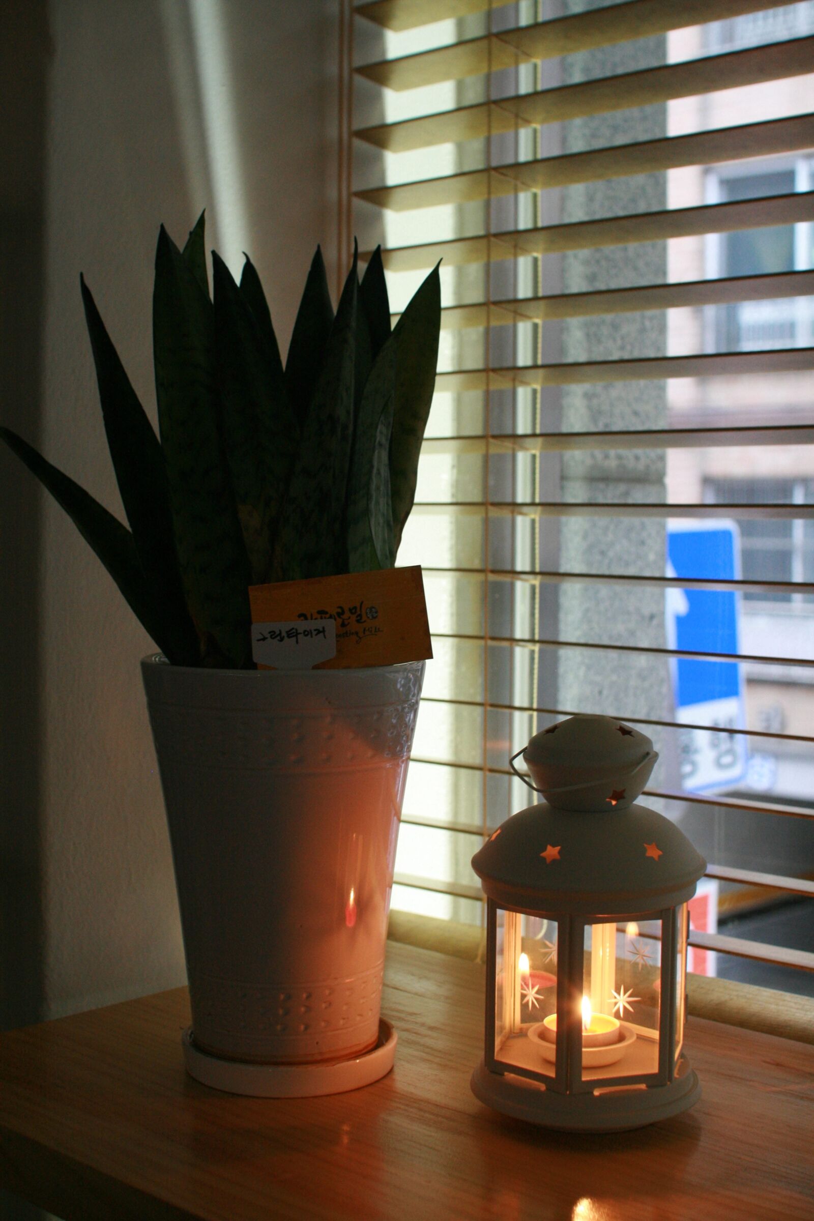 Canon EOS 400D (EOS Digital Rebel XTi / EOS Kiss Digital X) sample photo. Potted plant, cafe, lighting photography