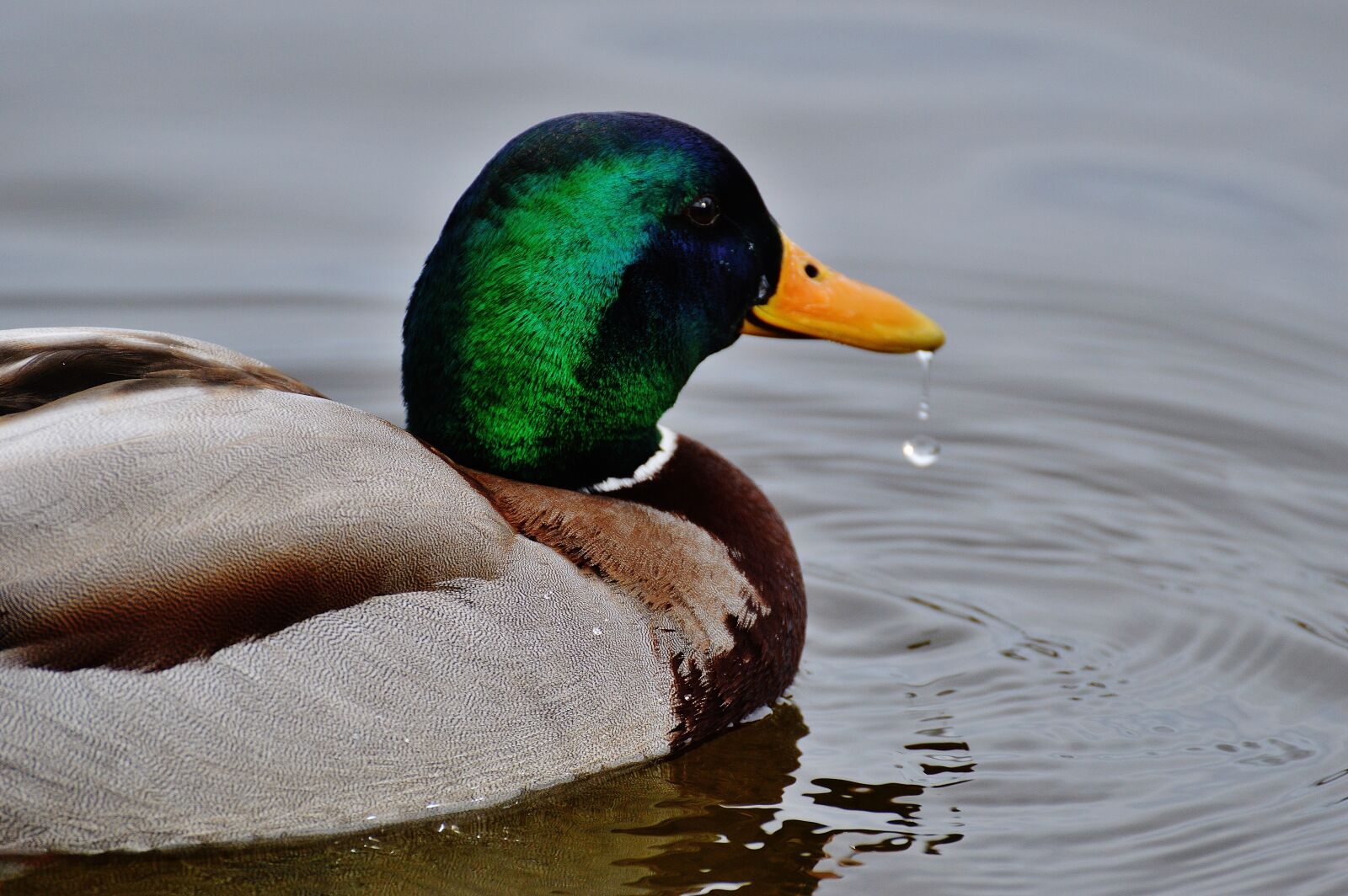 Nikon D3200 sample photo. Duck, water bird, poultry photography