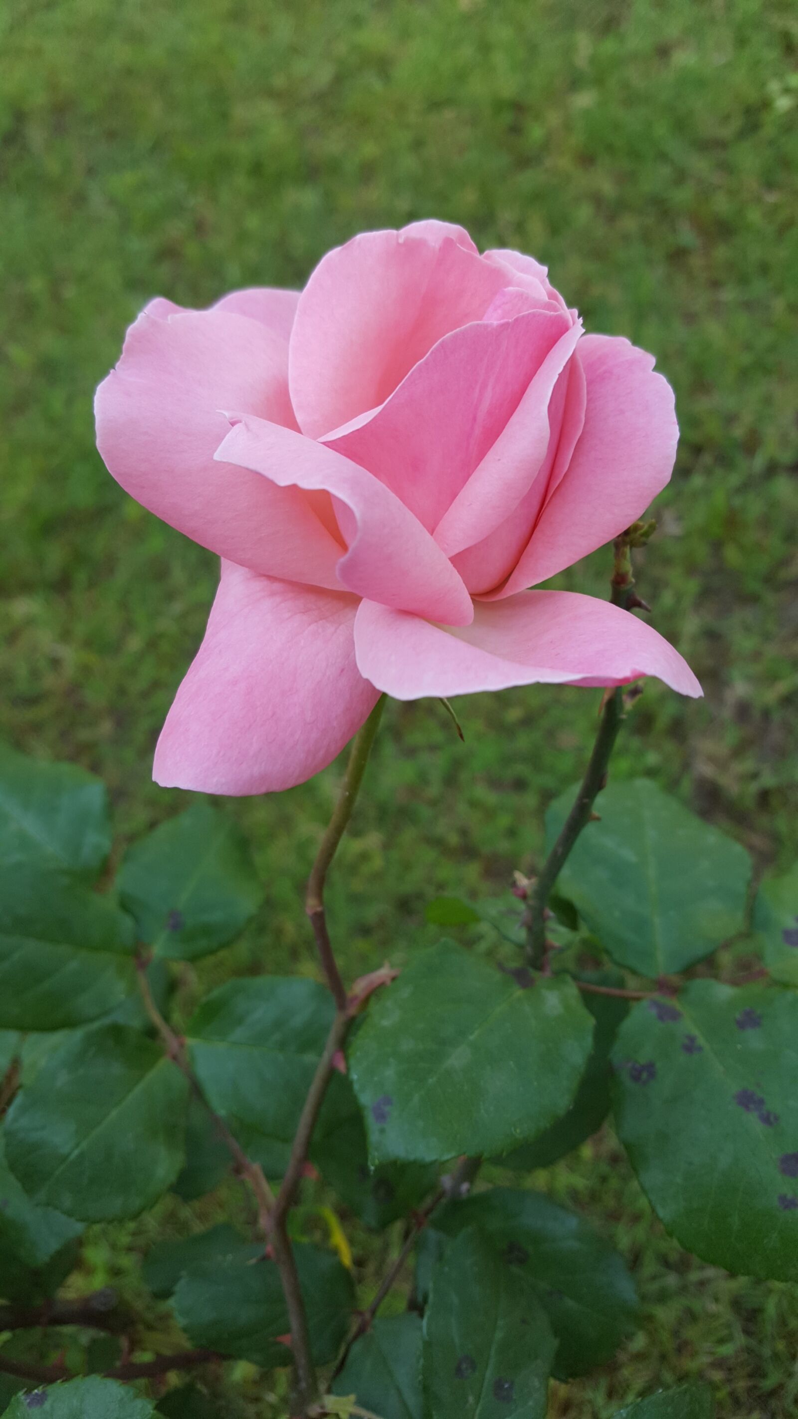 Samsung Galaxy S6 sample photo. Nature, plant, flower photography