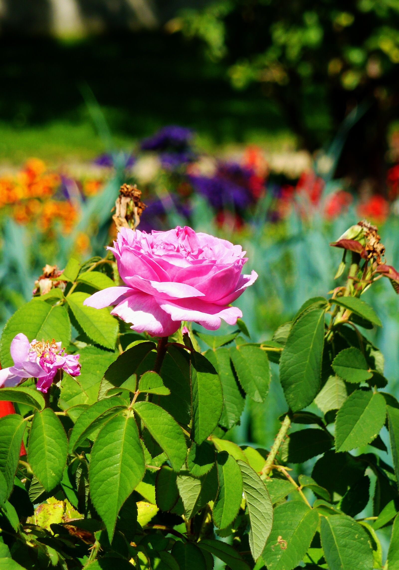 Panasonic DMC-TZ7 sample photo. Rose, rose bloom, pink photography