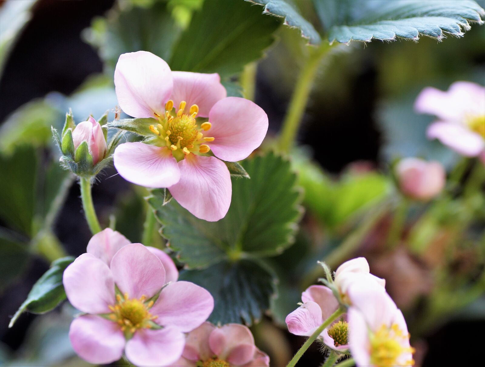 Sony SLT-A58 sample photo. Strawberry, flower, strawberries photography