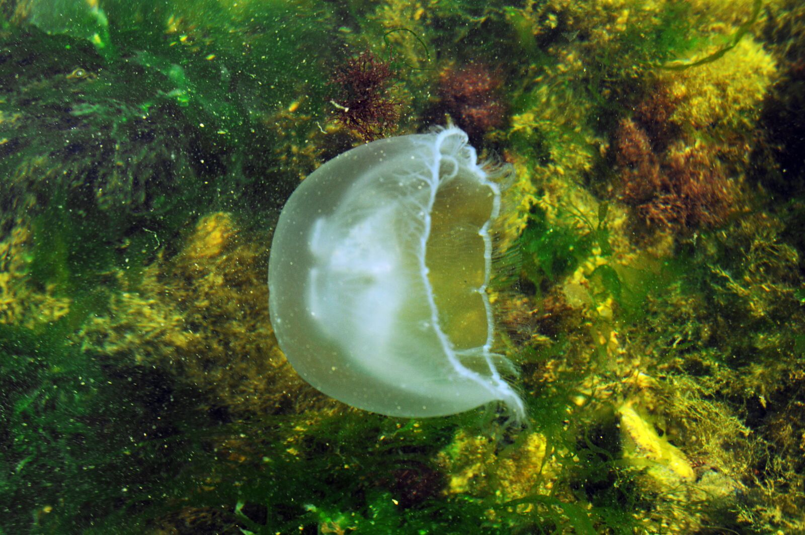 Nikon D3200 sample photo. Jellyfish, ocean, underwater photography