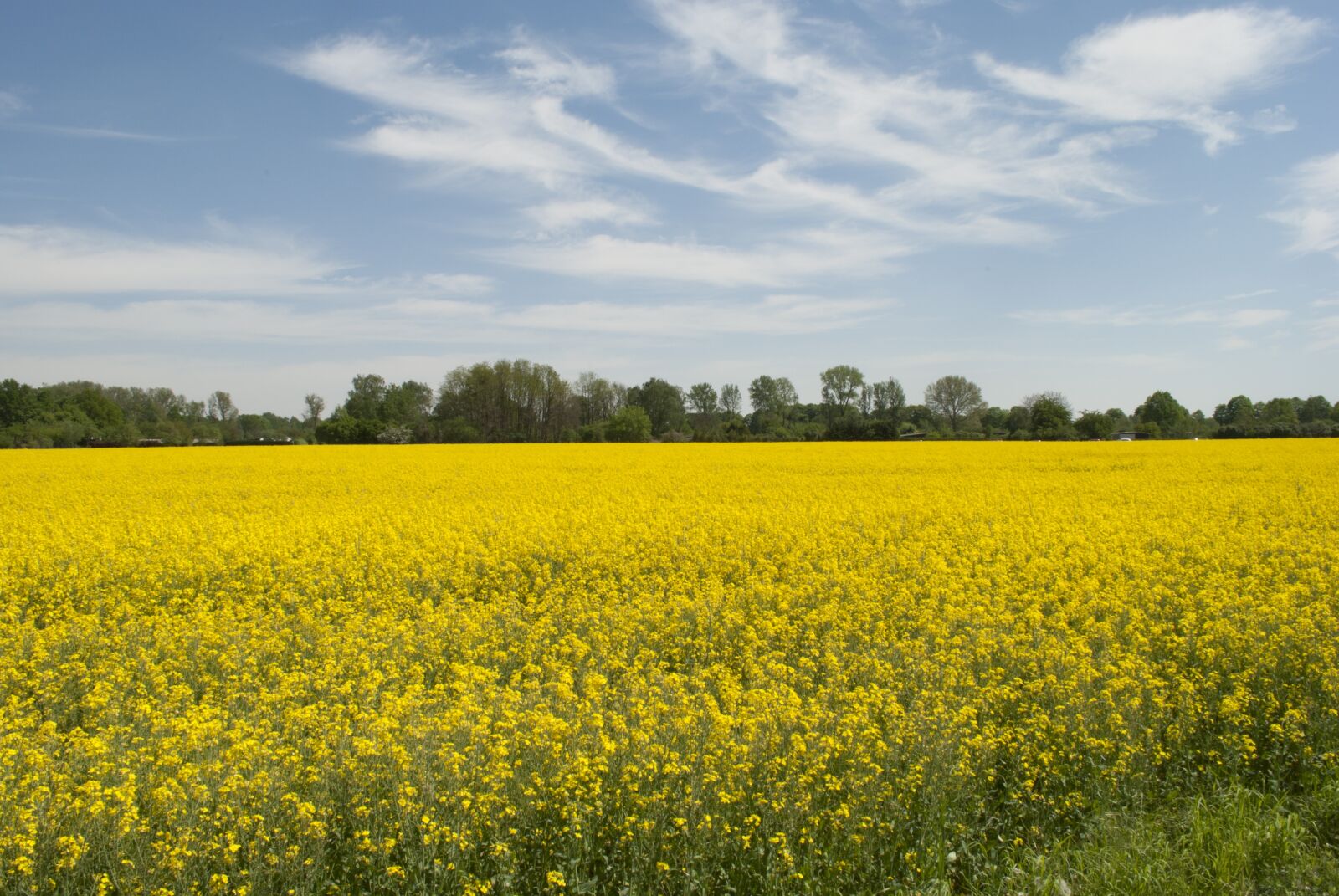 Nikon D3000 sample photo. Nature, landscape, rapeseed oil photography