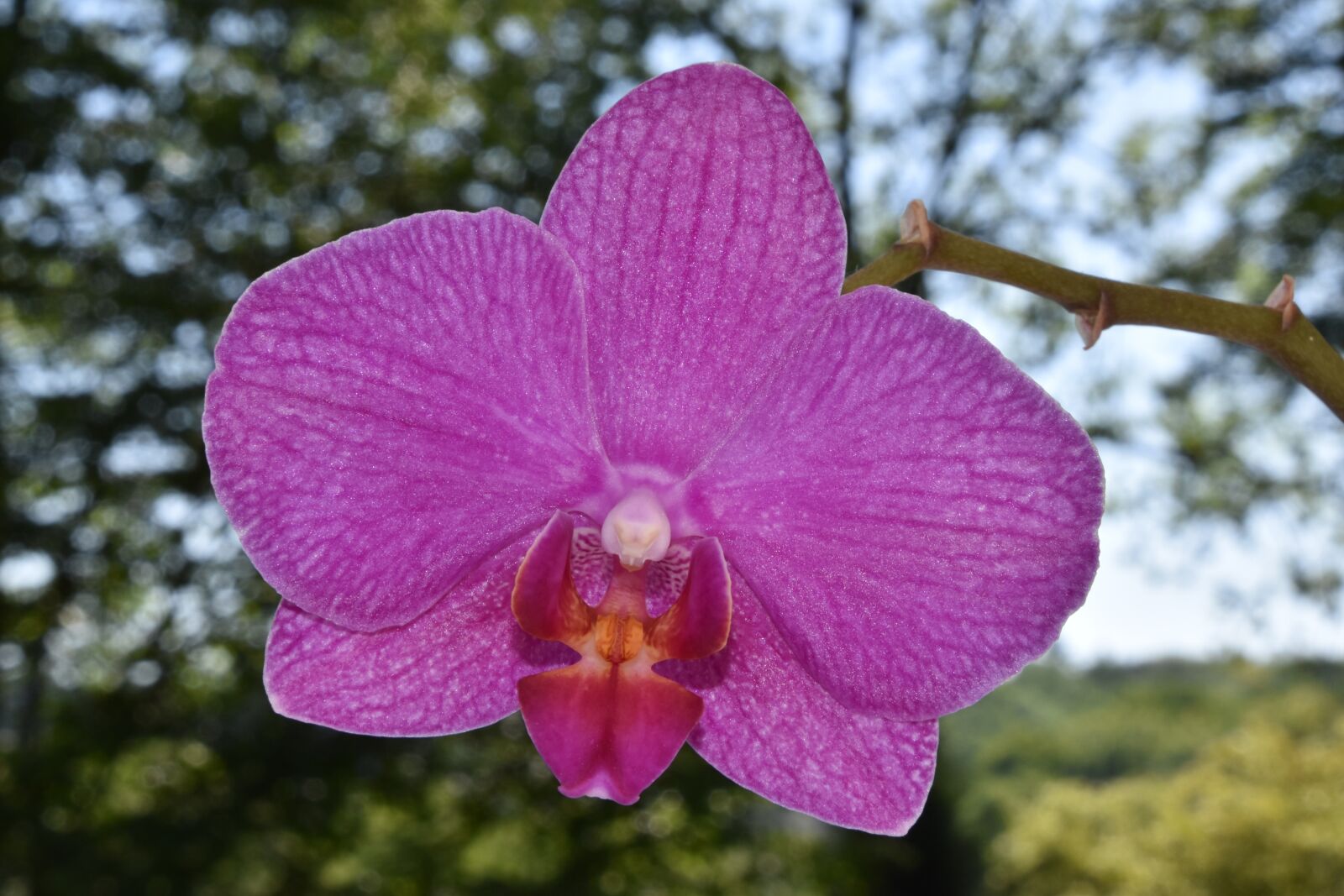 Nikon D5600 sample photo. Flower, orchid, nature photography