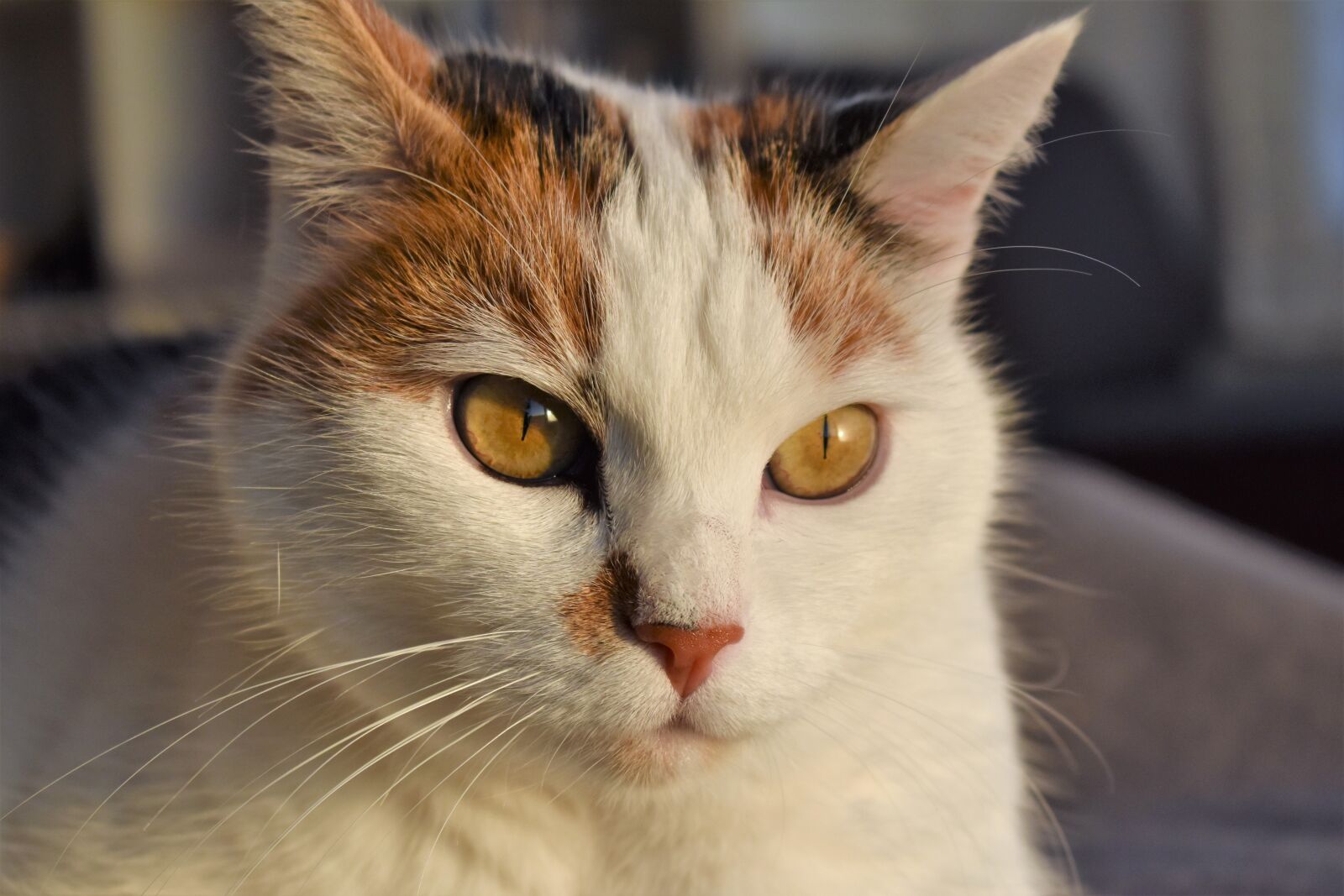 Nikon D5500 sample photo. Cat, white, animal photography