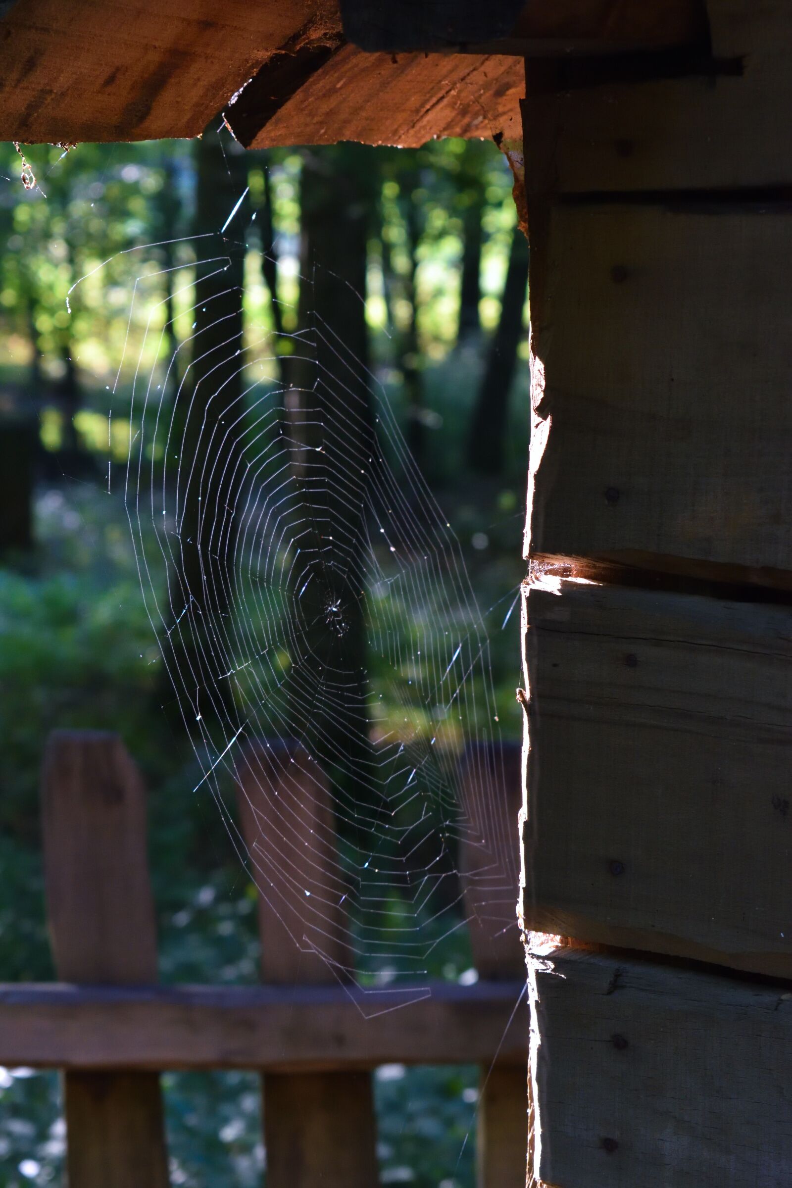 Nikon D3500 sample photo. Spider, web, nature photography