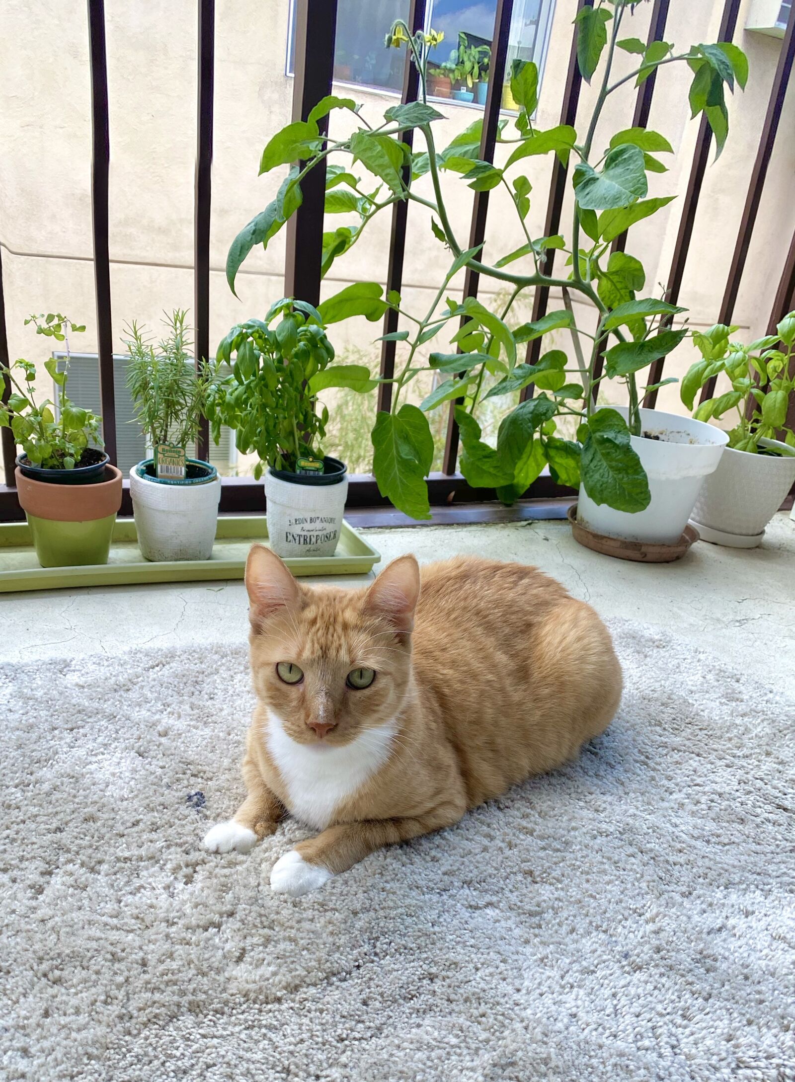 Apple iPhone 11 Pro sample photo. Cat, pet, plants photography