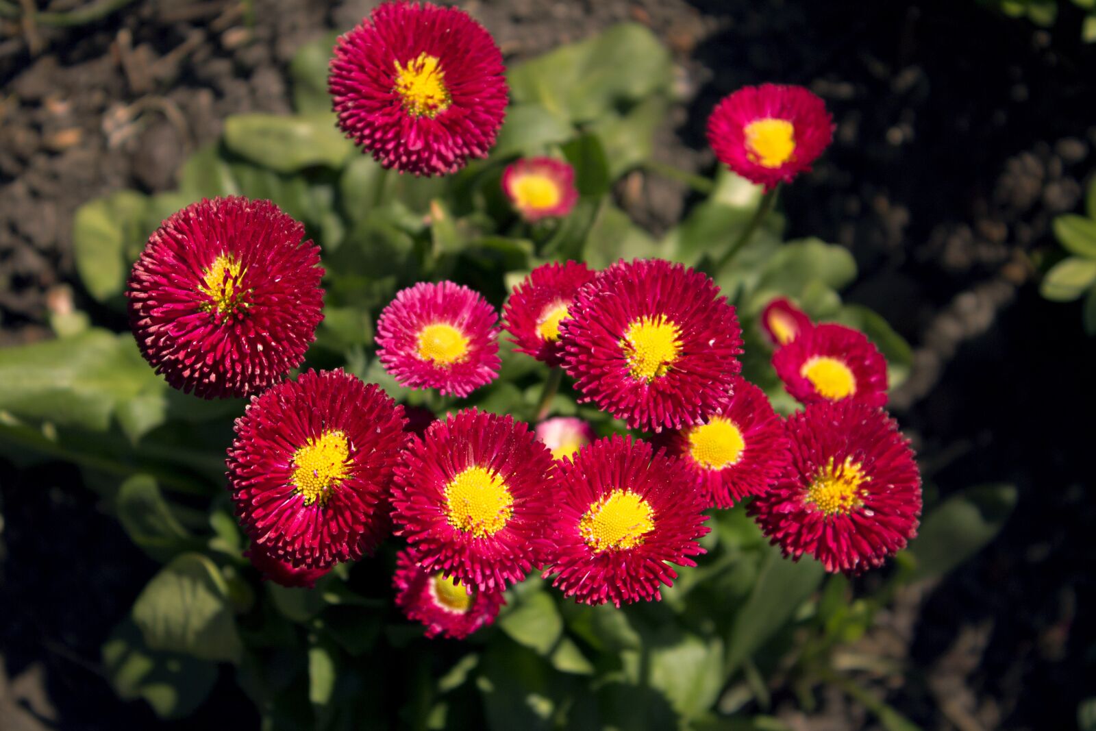Canon EOS 1100D (EOS Rebel T3 / EOS Kiss X50) sample photo. Thousands of handsome, flowers photography