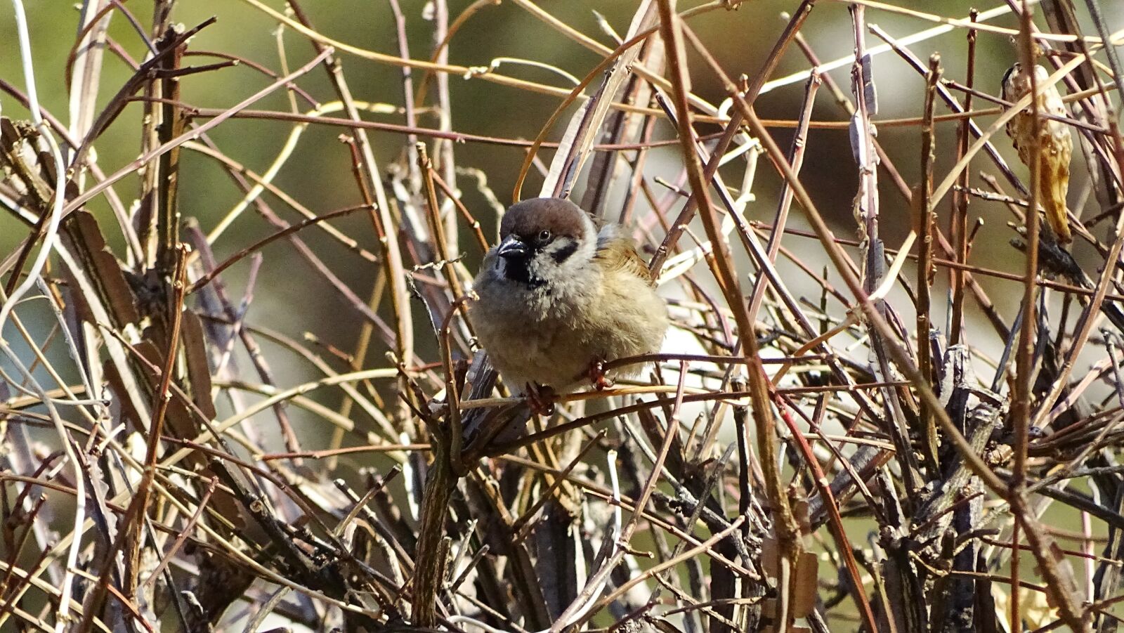 Sony Cyber-shot DSC-HX400V sample photo. Wildlife, nature, new photography