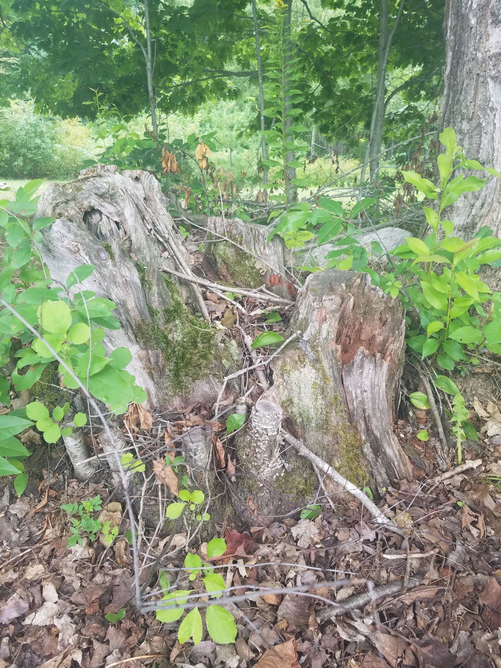 Samsung Galaxy S7 Edge sample photo. Forest, stump, woods photography