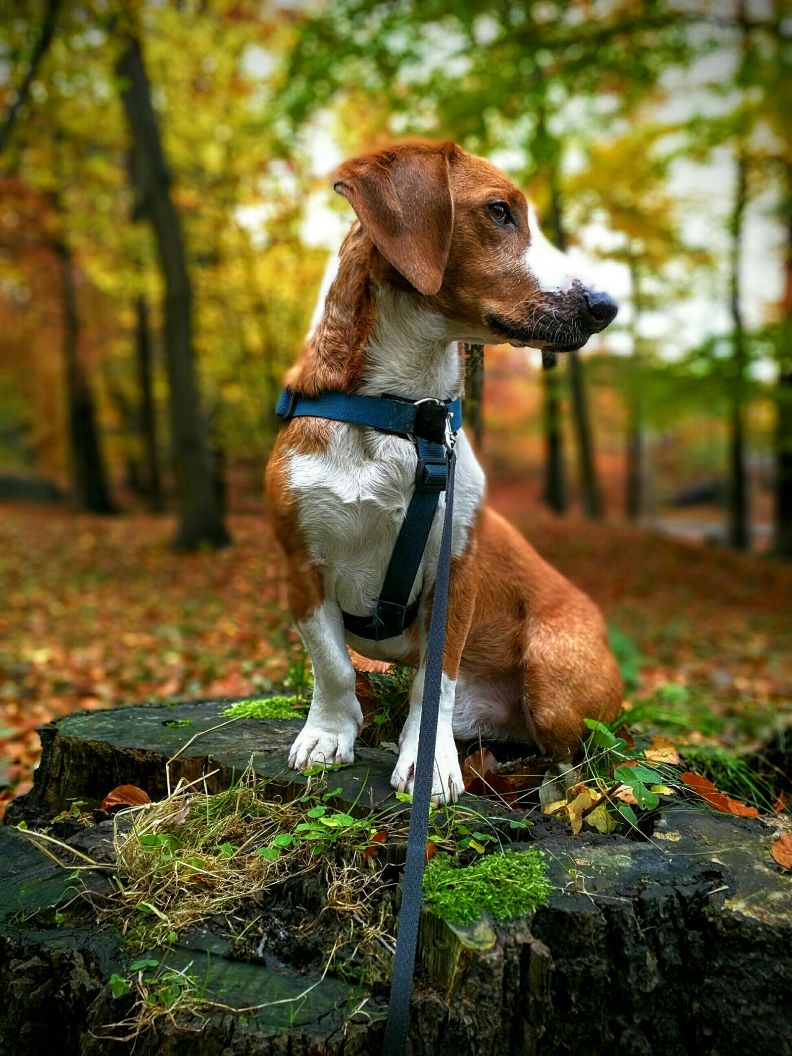 Motorola Nexus 6 sample photo. Autumn, curious, dog, forest photography