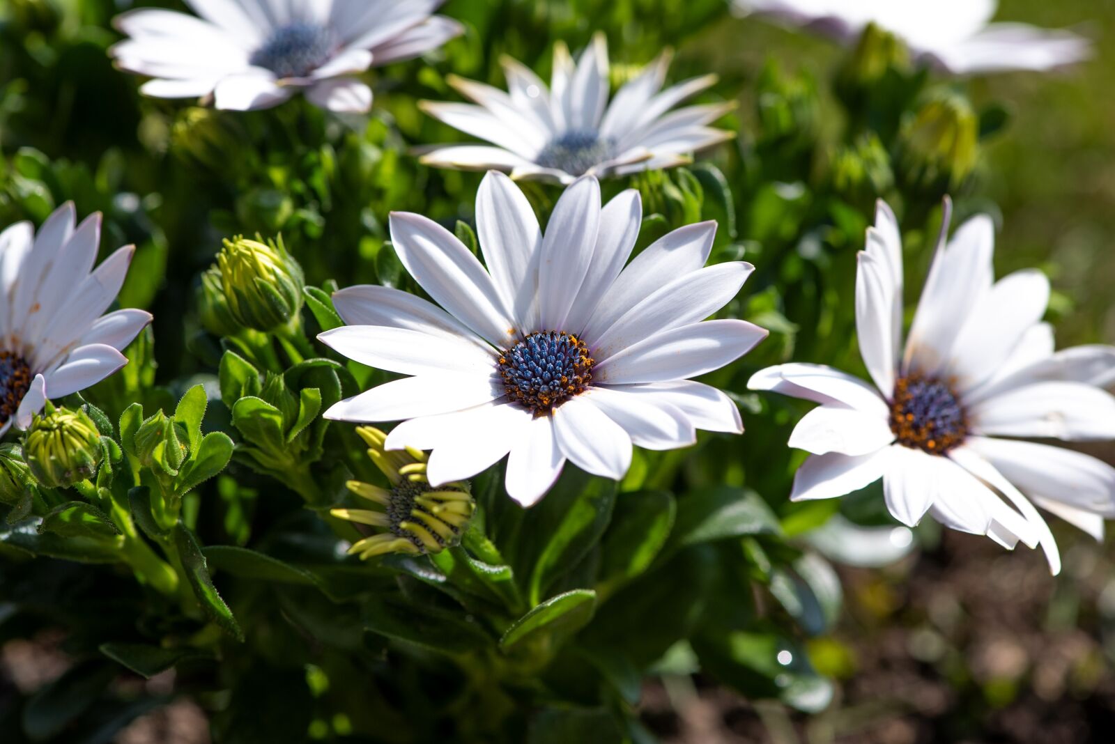Nikon D750 sample photo. Cape daisies, flowers, white photography