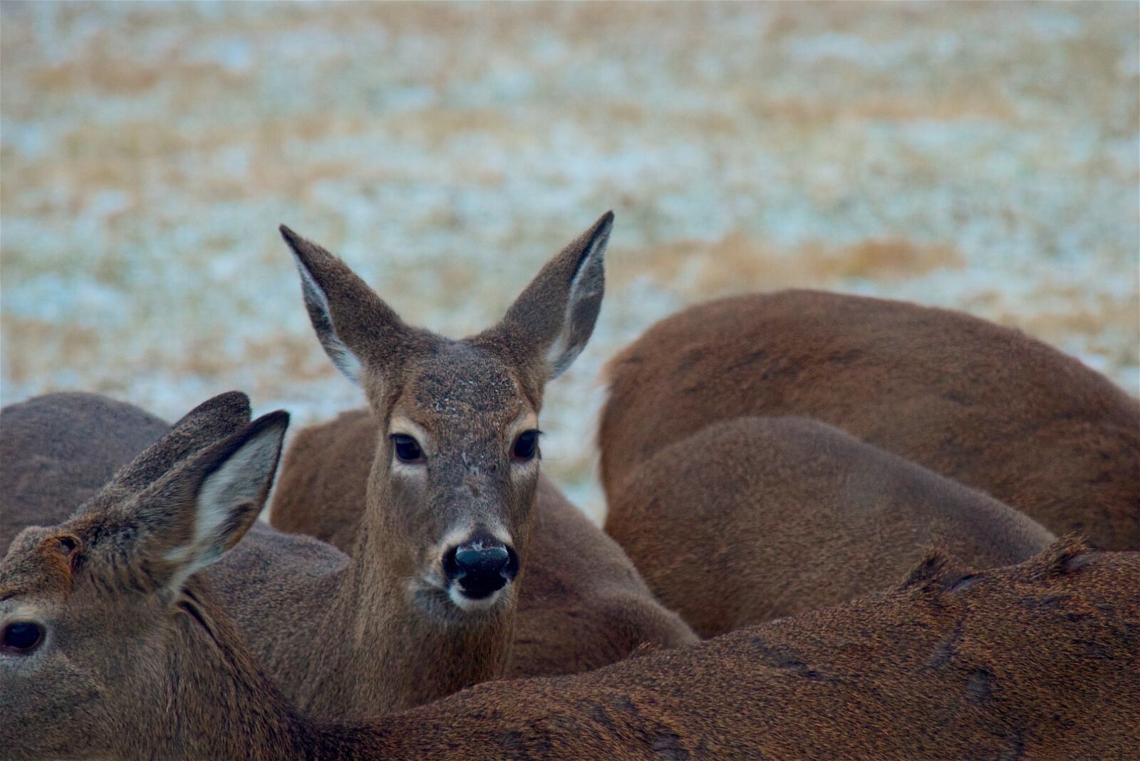 Nikon D3300 sample photo. Deer, herd, outdoor photography