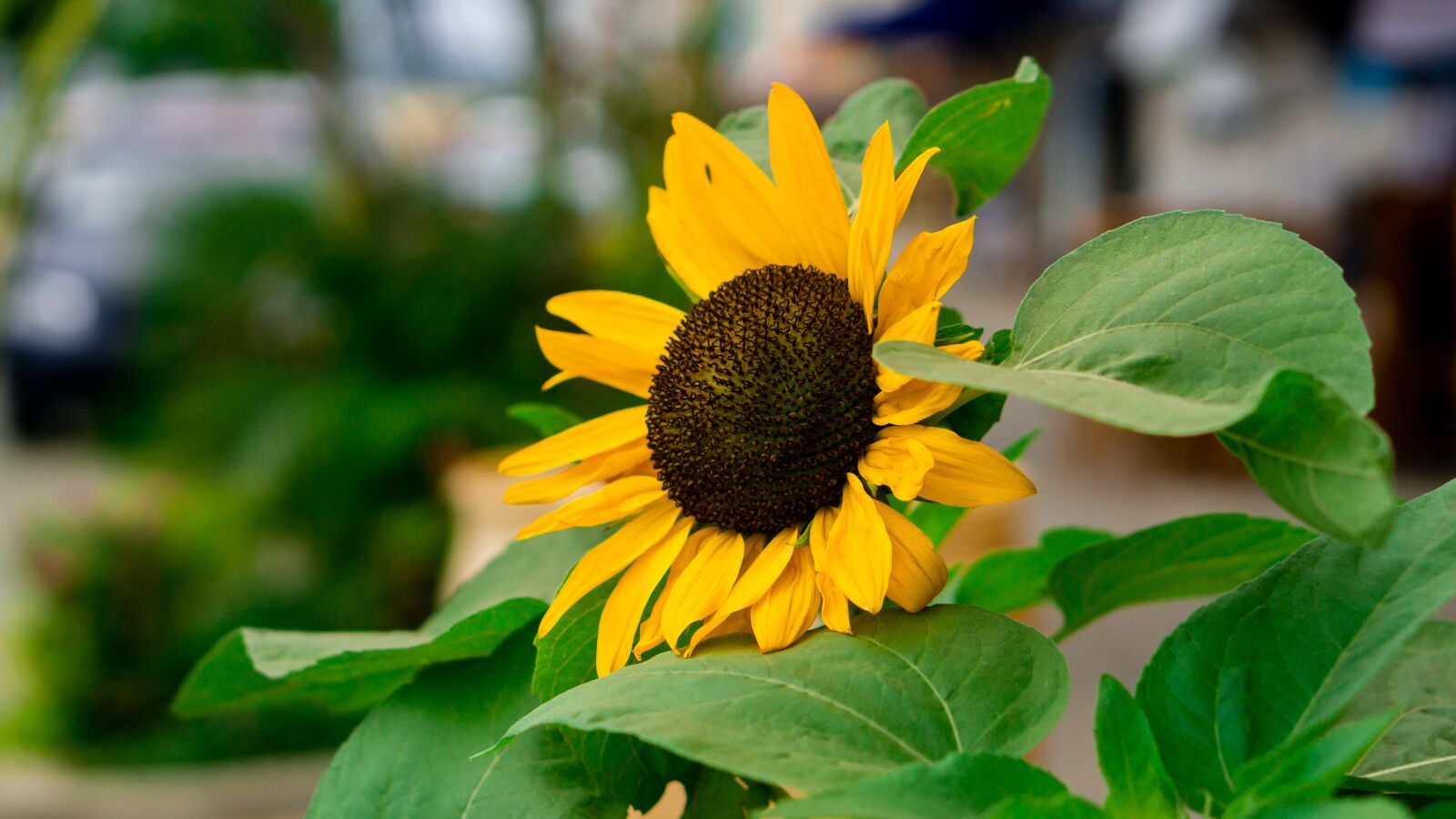 E 50mm F1.8 OSS sample photo. Sunflower, beach, plant photography
