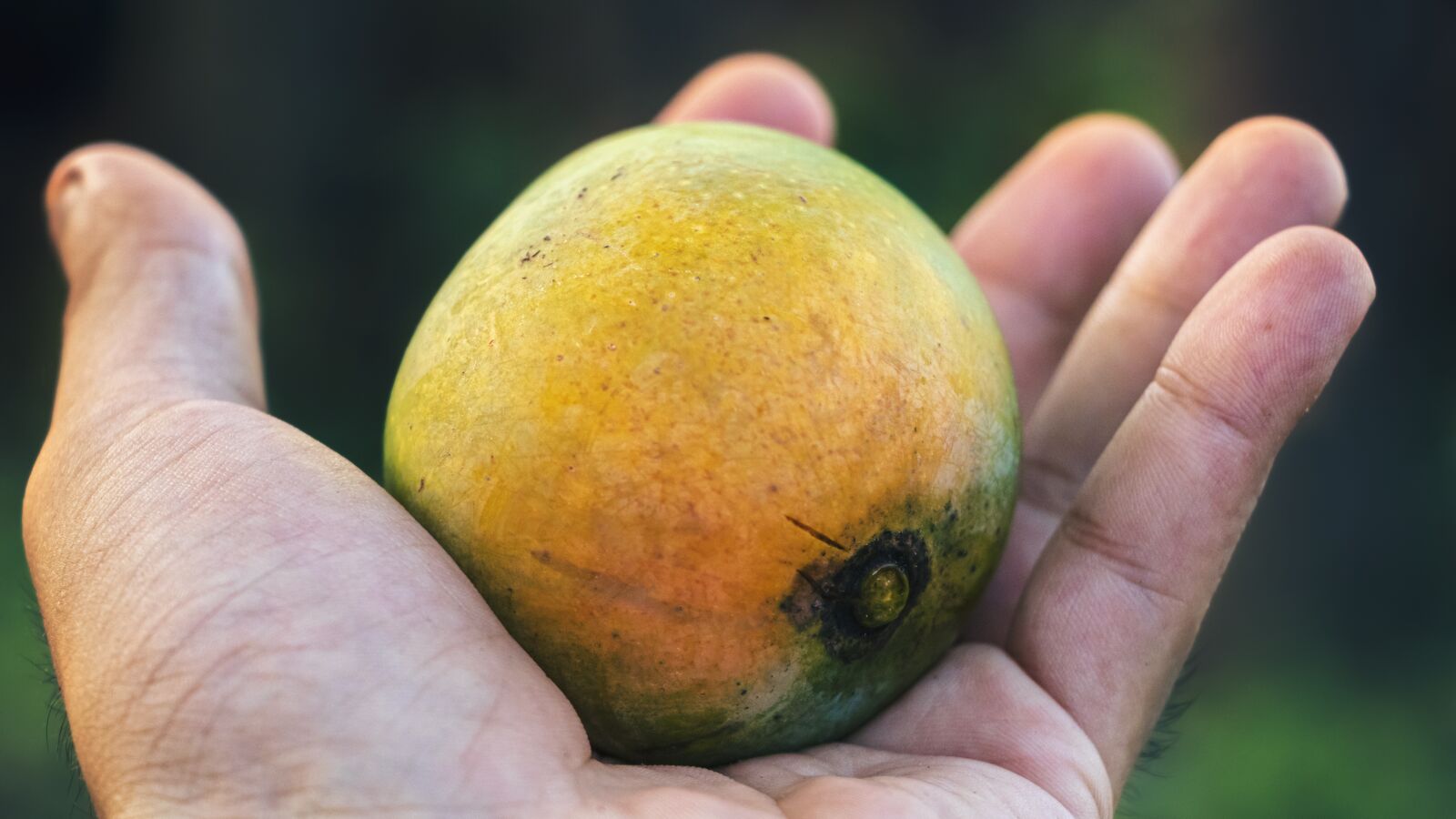 Canon EF-S 18-135mm F3.5-5.6 IS USM sample photo. Hand, mango, fresh photography