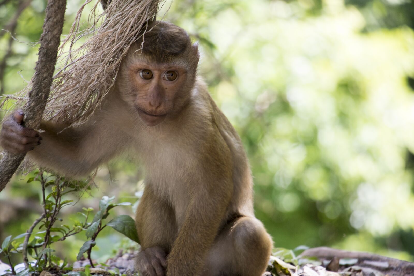Canon EOS 760D (EOS Rebel T6s / EOS 8000D) sample photo. Monkey, thailand, asia photography