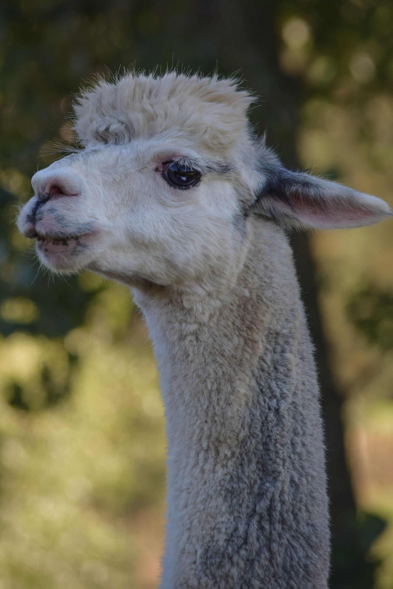 Nikon D5300 sample photo. Alpaca, animal, mammal photography